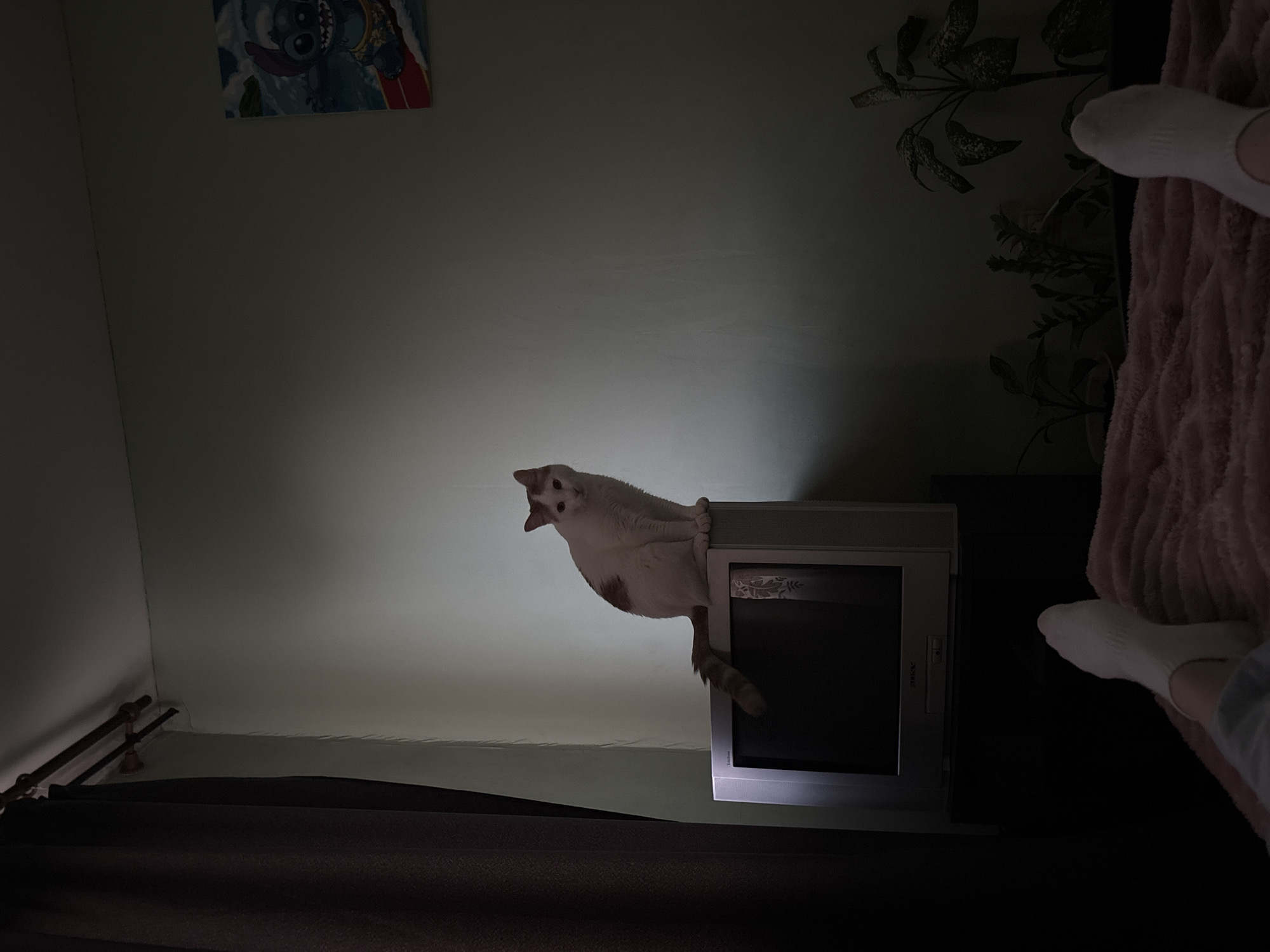A white and orange cat sits on top of an old television set in a dimly lit room. The cat is facing the camera with its tail curled around its body. The television is silver and appears to be a CRT model. In the background, a piece of artwork featuring the character Stitch from Disney's Lilo & Stitch is visible on a pale green wall. To the right, several potted plants are arranged in the foreground. In the lower part of the image, the feet of a person wearing white socks are visible, resting on a pink, fuzzy blanket. The scene suggests a casual, indoor setting, possibly a bedroom, with low lighting that creates shadows.