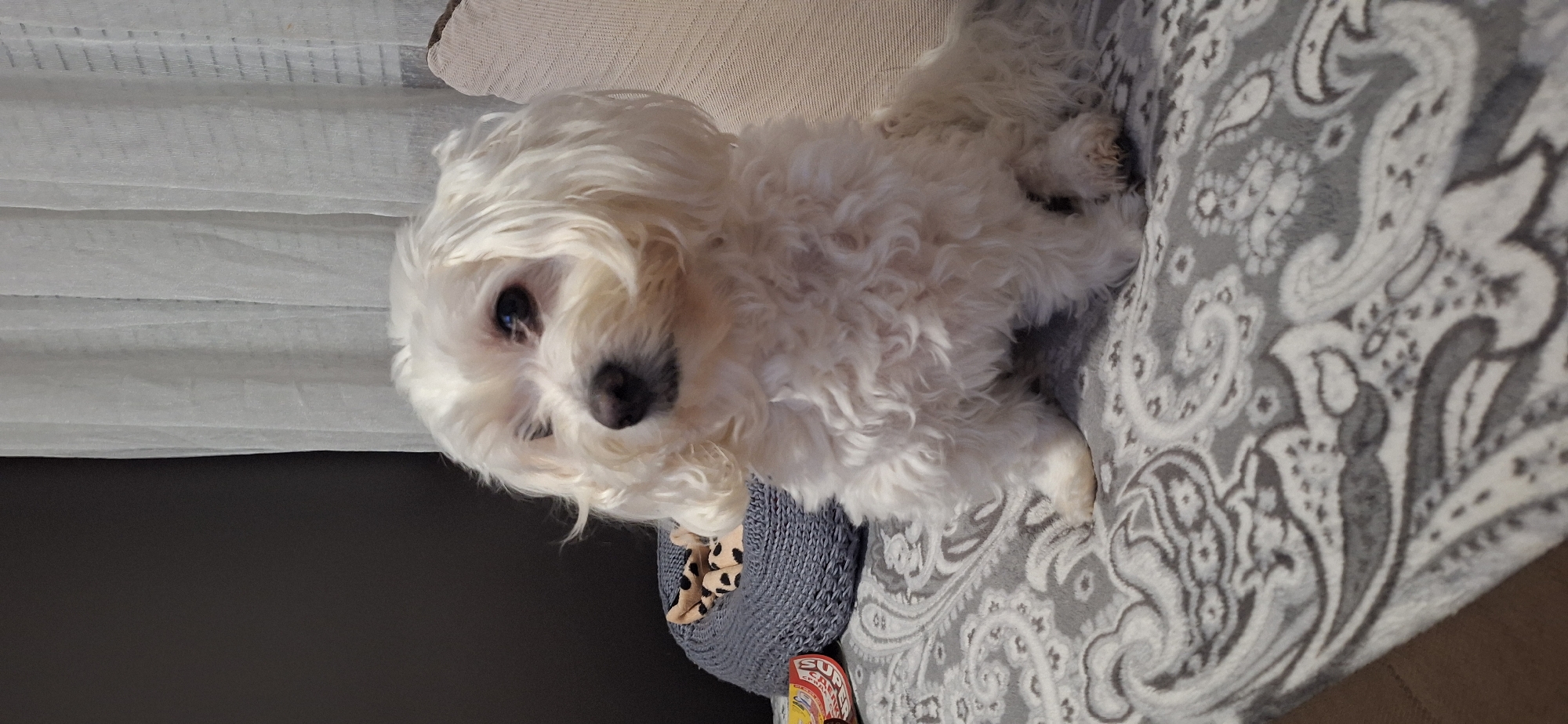 A small, white, long-haired dog sits on a gray paisley-patterned cushion. The dog is partially sitting on a gray knitted object with white and black speckled contents. To the left of the dog, white curtains hang. The floor to the left of the curtains is dark gray. The location is not specified in the image. It is not possible to determine if the image was taken in Blagoevgrad, Bulgaria.