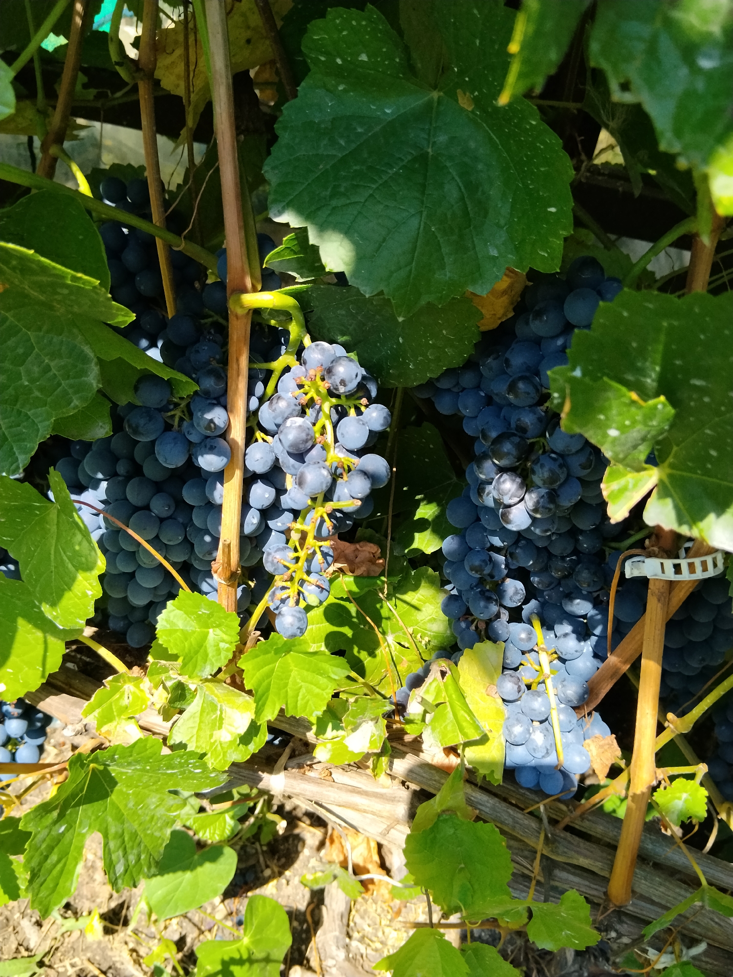 A close-up, low-angle shot captures clusters of ripe, dark blue grapes hanging from a vine. The grapes are plump and round, with a slight dusty bloom on their skins. They are clustered together on thick stems, some of which are visible and woody. The leaves of the grapevine, a vibrant green, surround the fruit, with some leaves showing water droplets and a slightly textured surface. The background is out of focus, suggesting dappled sunlight filtering through the foliage. The scene appears to be outdoors, likely in a vineyard or garden, possibly in the city of Kokshetau, Kazakhstan, given the context provided. There are no people or animals visible in the image. The overall impression is one of natural abundance and the bounty of the harvest season.