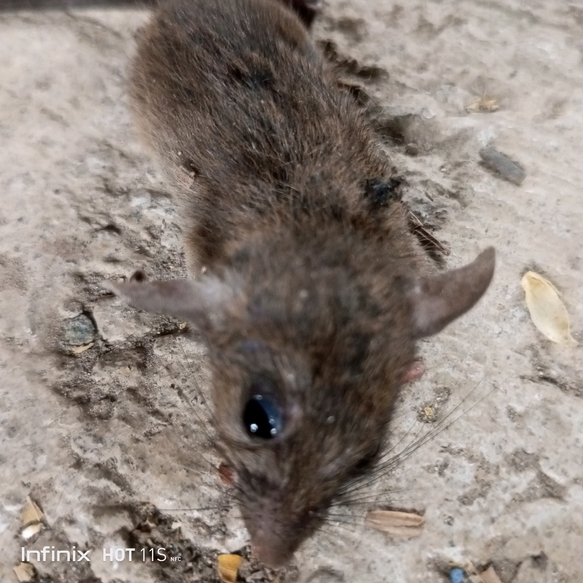 The image shows a dead mouse lying on a concrete surface. The mouse is brown with visible whiskers and ears. The concrete appears weathered and uneven, with some debris scattered around. The lighting suggests it is daytime. The location is identified as Sukaslamet, Indonesia.