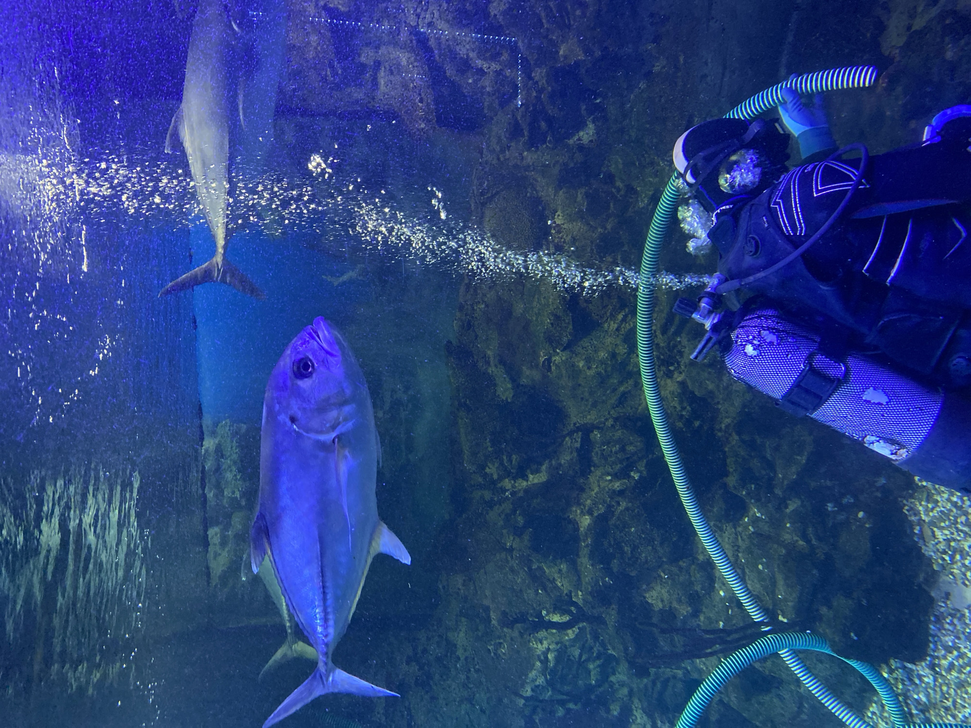 A high-angle shot shows a diver in scuba gear positioned to the right, interacting with two fish in a large aquarium. The diver wears a dark suit with white markings, a black mask, and gloves, and has a green corrugated hose attached to the gear. The fish are large, silvery-blue, and have prominent eyes. One fish faces the viewer directly, while the other is partially visible in the background. The tank features an artificial rock wall backdrop and a sandy bottom. Bubbles rise in the water, indicating possible aeration. The location is specified as Sochi, Russia, but the image itself doesn't contain explicit evidence of the city's location.