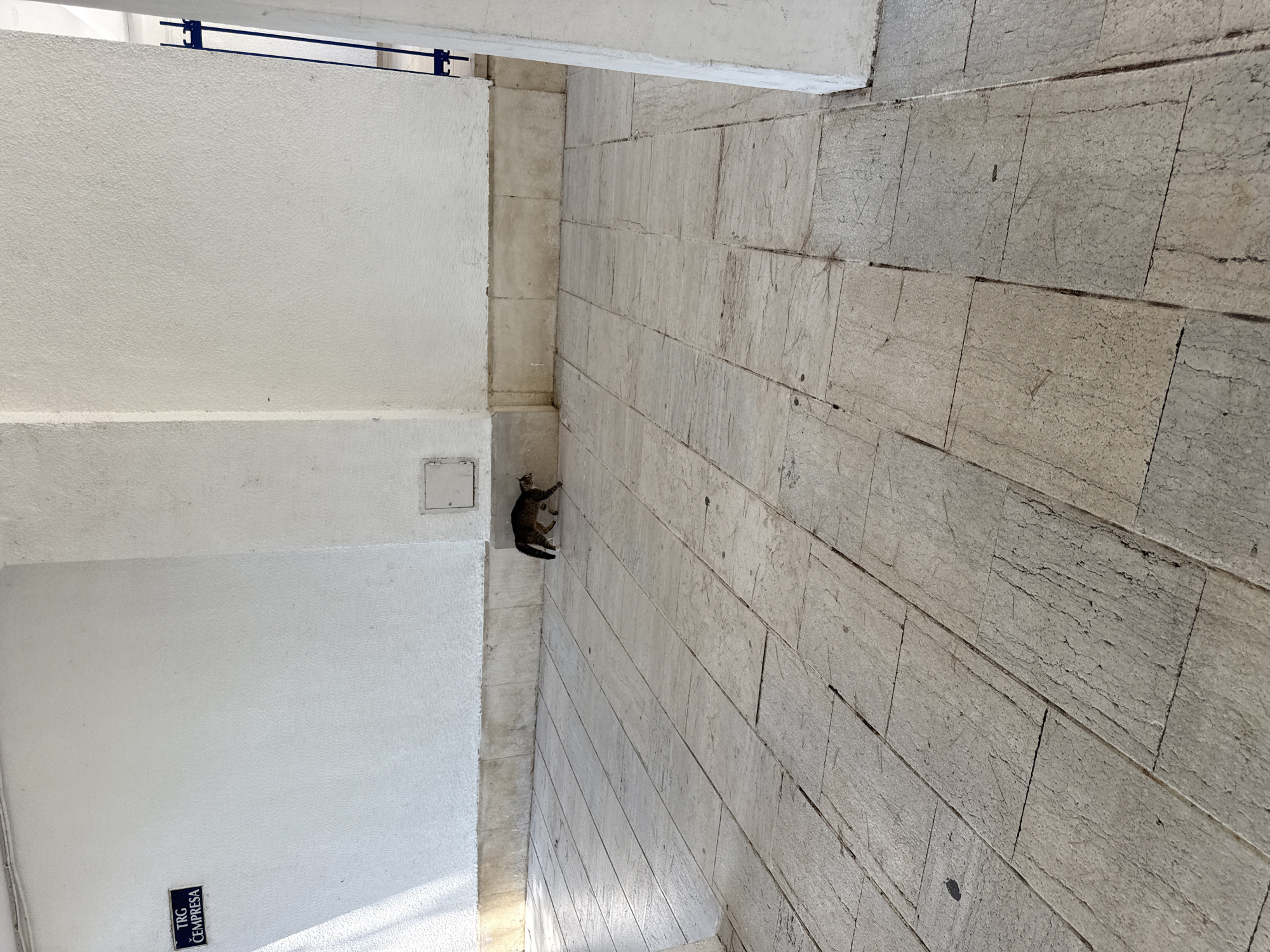 A tabby cat walks across a stone-tiled patio in front of a white, textured wall. The cat is brown and grey with black stripes and appears to be moving from left to right. In the upper left corner of the image, a small blue sign with white text reads "TRG CEMPRESA". The patio tiles are large, rectangular, and have visible grout lines. The wall is plain and white with some discoloration near the base. A shadow from an unseen object falls diagonally across the left side of the wall. In the background, a blue metal gate is partially visible. The scene is located outdoors, possibly in an urban area given the signage and architecture. The overall impression is one of a quiet, possibly residential or commercial, exterior space.