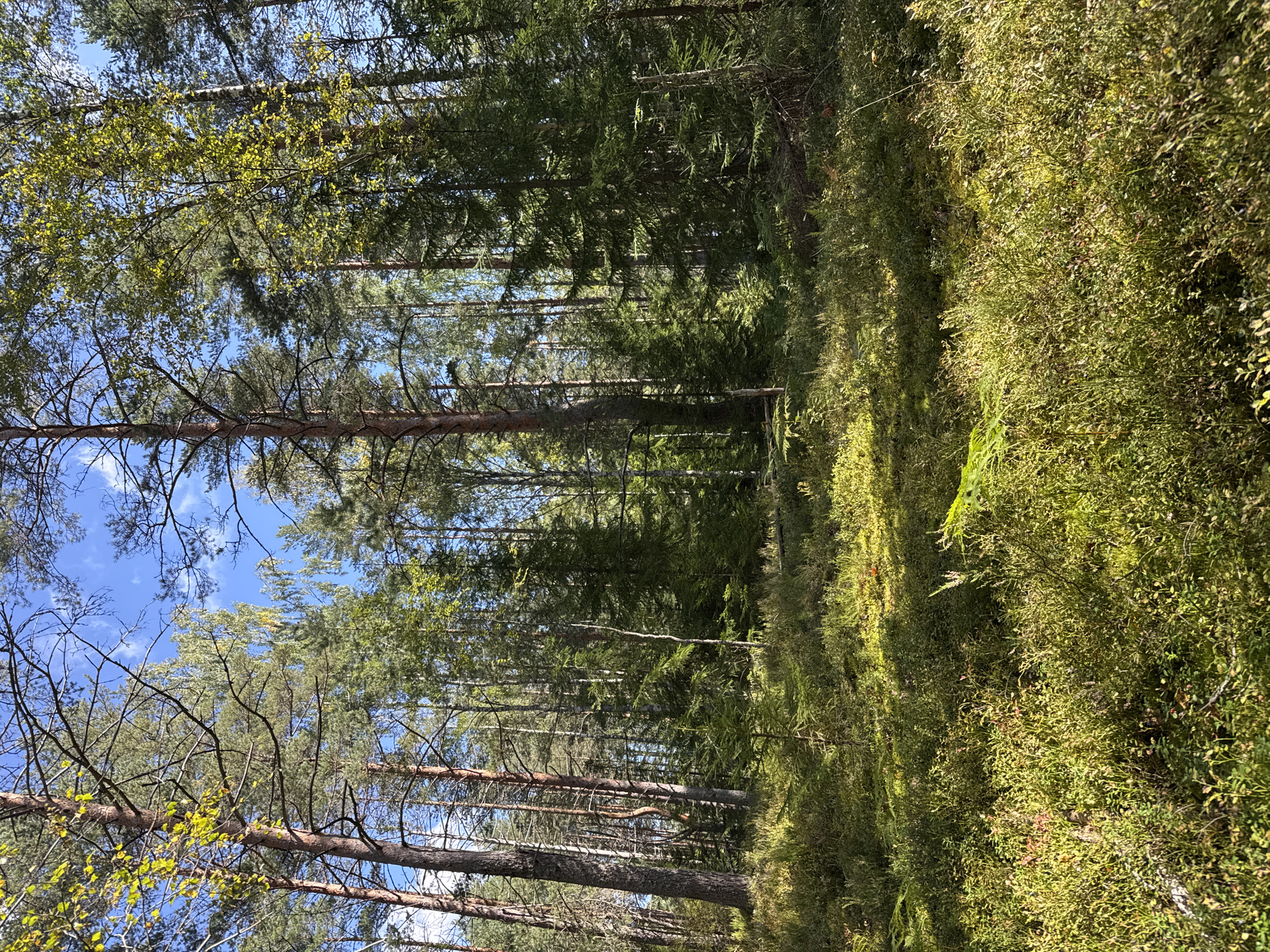 This image depicts a sun-dappled forest floor covered in lush green vegetation. Tall trees, primarily pines and some deciduous trees with yellowing leaves, dominate the background, their branches reaching towards a clear blue sky with scattered clouds. The ground is carpeted with a mixture of mosses, low-lying bushes, and ferns, with patches of sunlight illuminating the scene. The overall impression is one of a serene and natural forest environment. There are no people, structures, or any indications of urban or suburban life in this image. The location in the city of Mars, Russia, is not supported by any visual evidence within the photograph.