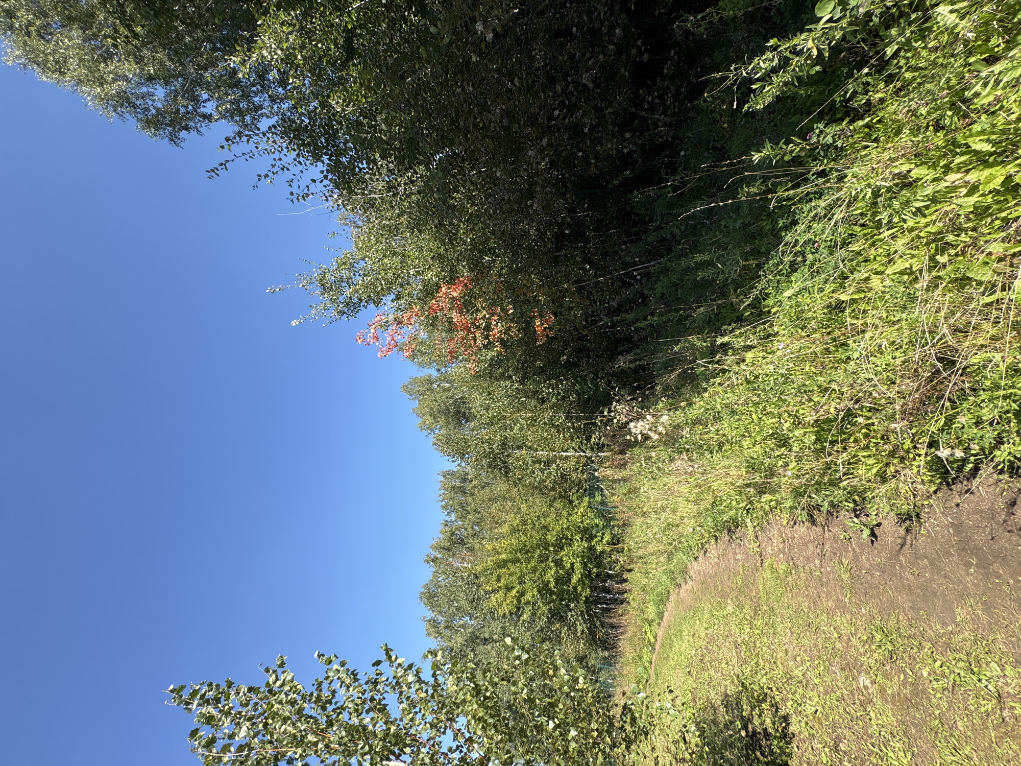The image depicts a dirt path curving through a sunlit area of tall grass and lush green foliage. The path is on the left side of the frame, leading into a dense forest on the right. The trees are a mix of deciduous and coniferous, with some showing early signs of autumn color, notably a cluster of bright orange-red leaves against the green. The sky is a clear, vibrant blue, suggesting a bright, sunny day. The environment appears natural and undeveloped, consistent with a park or rural setting. This scene is located in Zapadny, Russia.