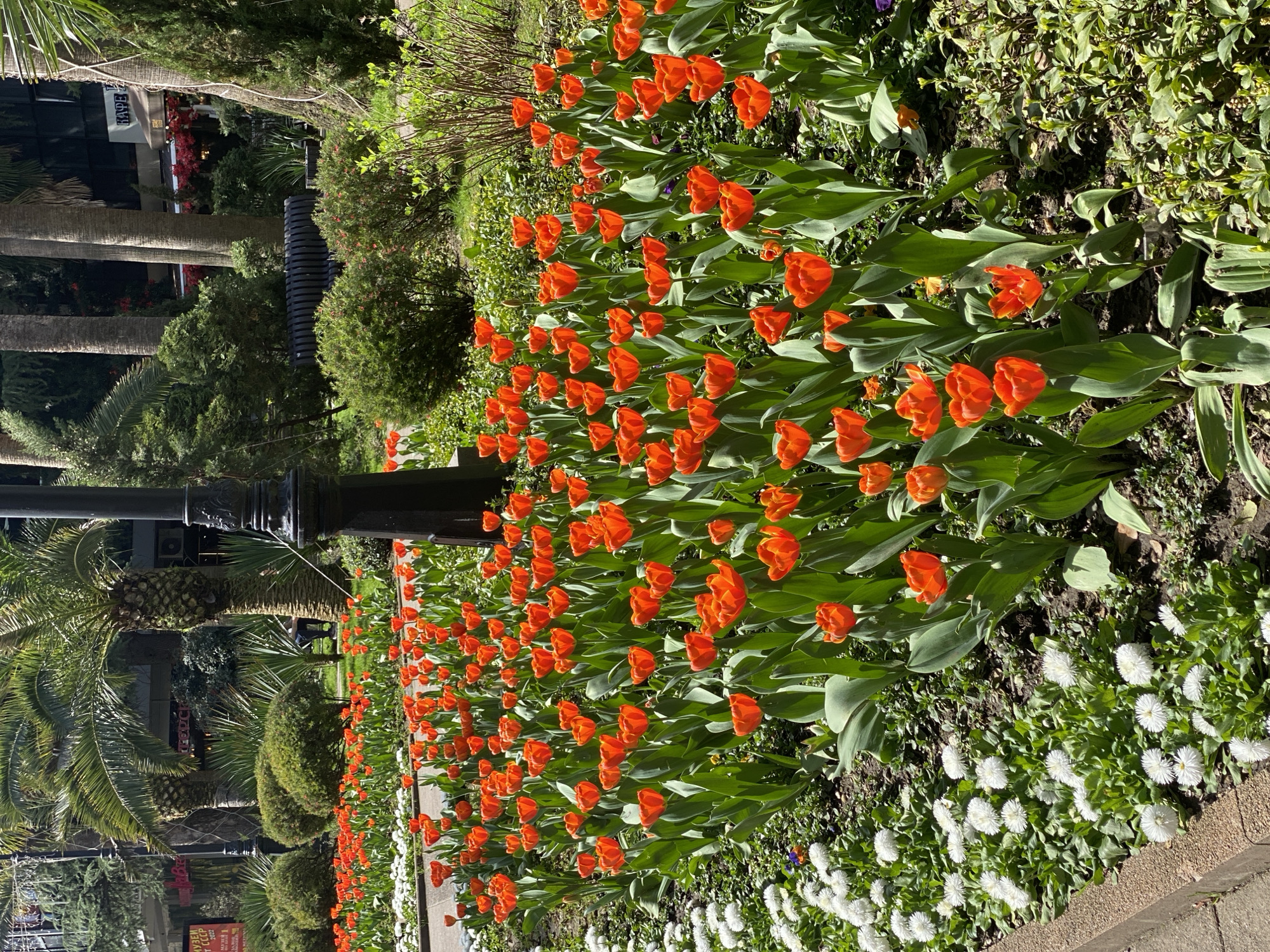 The image captures a vibrant flowerbed in the city of Sochi, Russia. The foreground is dominated by a dense arrangement of orange tulips, their leaves creating a lush green backdrop. Adjacent to the tulips, a row of white flowers adds contrast. The flowerbed is bordered by a paved sidewalk.
Behind the flowers, the scene transitions into a more urban landscape. Palm trees rise tall against the sky, interspersed with manicured bushes and a dark, ornate lamppost. In the distance, buildings are visible, hinting at the city's architecture.