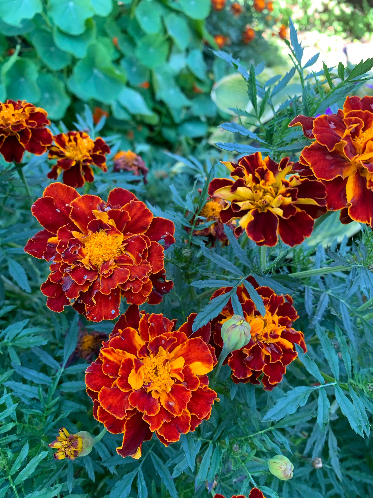 A close-up, high-angle shot captures several vibrant marigold flowers with dark red petals edged in yellow, set against a backdrop of lush green foliage. The flowers are in various stages of bloom, with some fully open and others still budding. The scene is a garden, likely located in Novostroika, Russia, given the mention of that location. The lighting suggests it is daytime, and the focus on the flowers implies an interest in their natural beauty. There are no people or animals visible in the image.