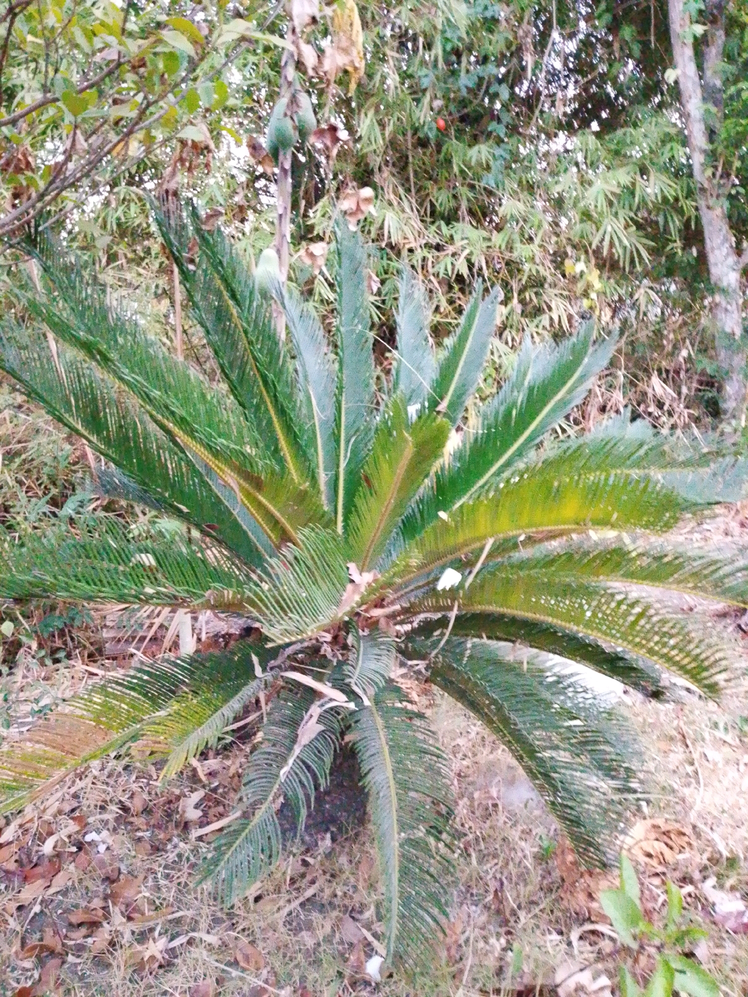 An outdoor medium shot captures a close-up of a sago palm plant in the city of Sugio, Indonesia. The plant is positioned in the foreground, with its fronds extending outwards. The fronds are a vibrant green, with some showing hints of yellow and brown, indicating varying stages of growth or health. The plant's base is partially obscured by fallen leaves and dry grass, suggesting an autumnal or dry season environment. In the background, a dense foliage of bamboo and other trees creates a natural, lush backdrop. The overall scene depicts a tranquil, natural setting within an urban Indonesian landscape.