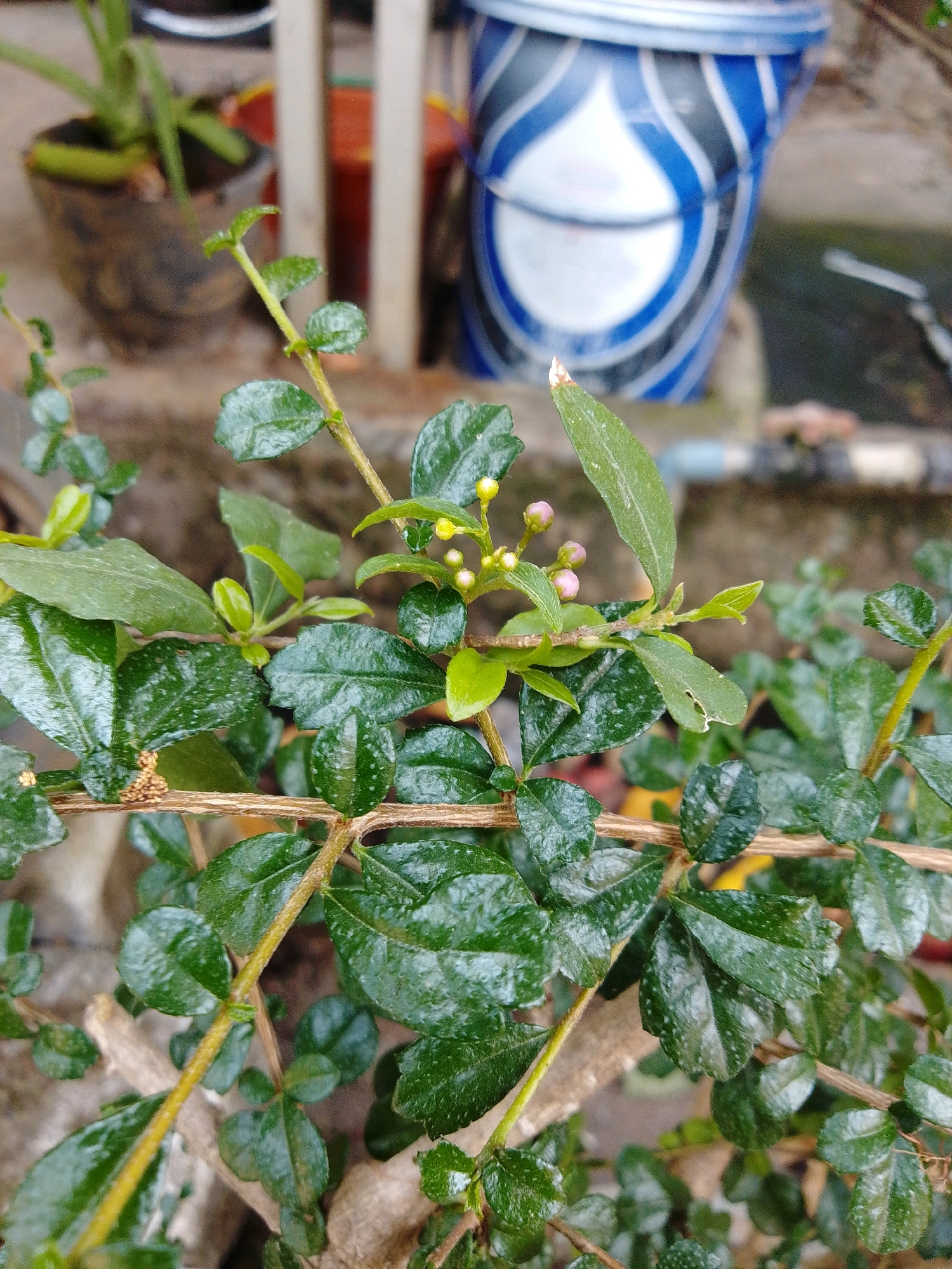 In Cikal, Indonesia, a close-up view focuses on a branch of a small, leafy plant with vibrant green leaves, some of which appear wet. The plant has tiny buds, some yellow and some pink. The branch itself is a reddish-brown. In the background, blurred out, is a dark brown pot containing another green plant, and behind that, a portion of a blue and white patterned bucket. The overall environment suggests an outdoor setting, likely a garden or yard.