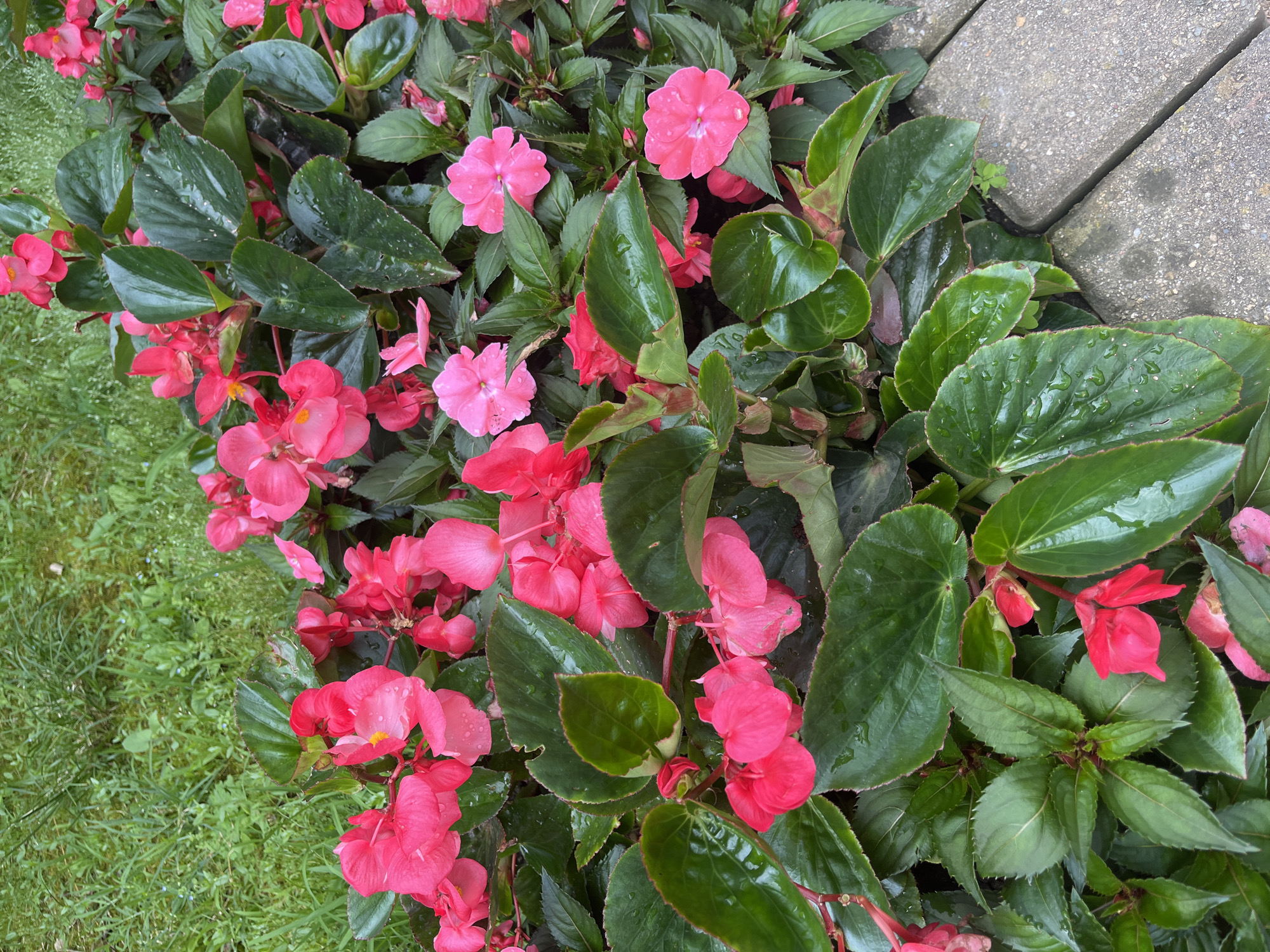 The image displays a close-up, overhead view of a dense planting of bright pink begonia flowers and their dark green, glossy leaves. Water droplets are visible on the leaves and some of the petals, suggesting recent rain or watering. The flowers are in various stages of bloom, with some fully open and others still developing. The plants are arranged along a paved pathway made of grey concrete pavers. In the background, out of focus, is a patch of lush green grass. No people or animals are present in the scene. The lighting is soft and diffused, indicating an overcast day. The scene is situated in an outdoor garden setting, possibly a public park or private garden within the city of Sochi, Russia.