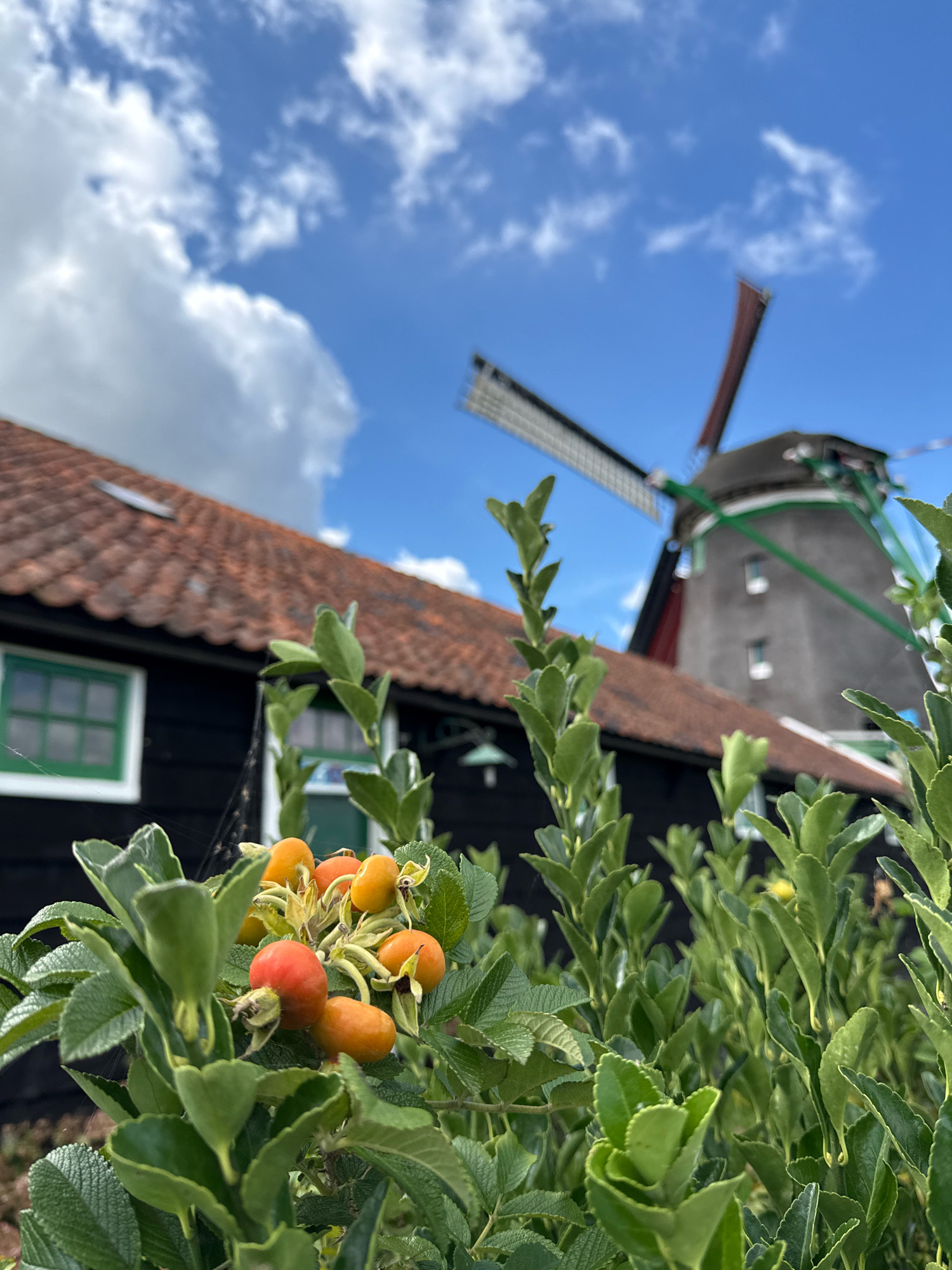 The image captures a close-up view of a bush with orange and red berries in the foreground, set against the backdrop of a traditional Dutch windmill and a dark wooden building with a red-tiled roof in the city of Zaandam, Netherlands. The sky is a vibrant blue with scattered white clouds. The windmill, a prominent landmark, is partially visible in the middle ground, with its sails appearing to be in motion. The building, which could be a historical house or workshop, features a green-framed window. The overall scene evokes a sense of rural Dutch charm, possibly during the daytime under fair weather conditions.