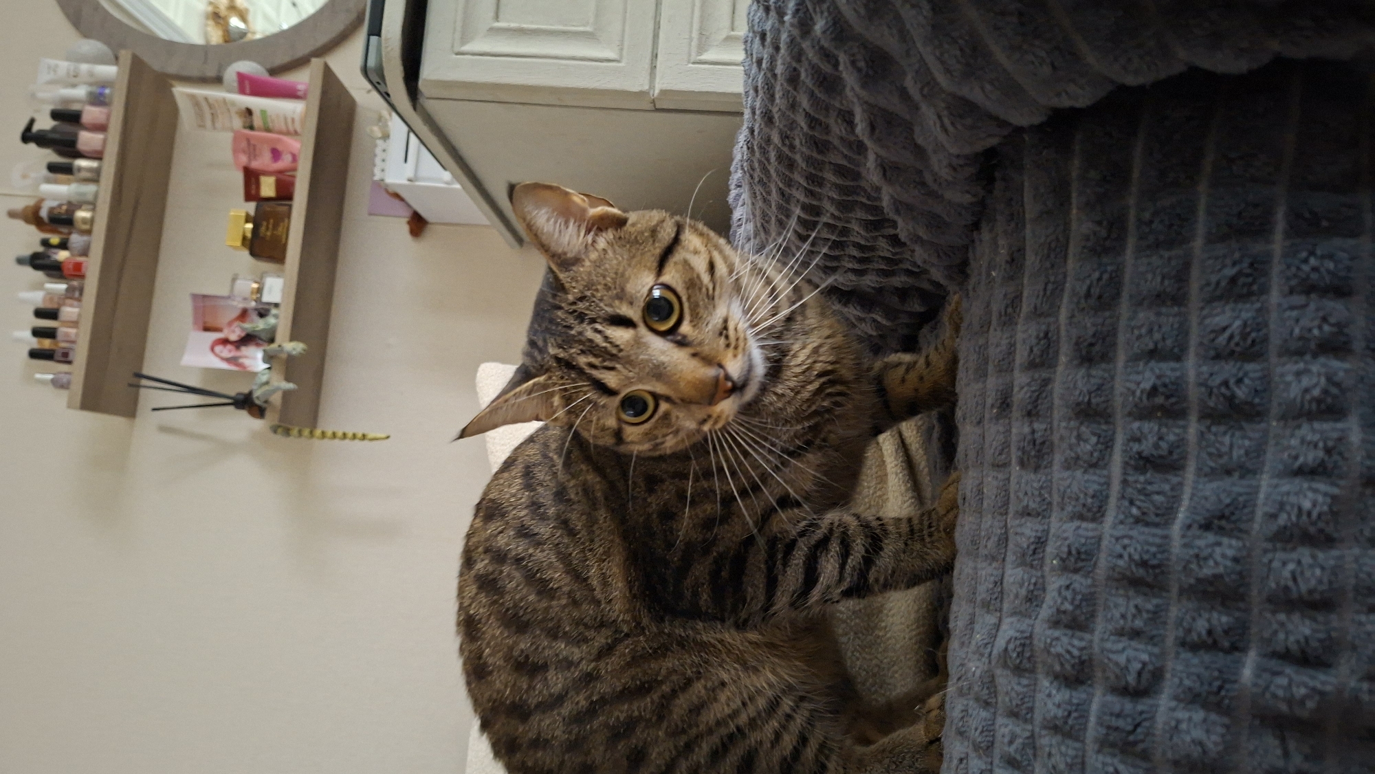 A tabby cat with yellow eyes is positioned on a grey textured blanket, its body arched as if surprised or preparing to pounce. The cat is looking towards the right of the frame with its ears perked. In the background, two shelves are mounted on a light-colored wall. The upper shelf holds several bottles of nail polish and other cosmetic items. The lower shelf displays a diffuser with reeds, small decorative figurines, perfume bottles, and tubes of skincare products. To the right of the shelves, a white dresser with drawers is visible, topped with a tablet. A portion of a circular mirror with a rustic frame is also visible on the far right. The lighting suggests an indoor setting, likely a bedroom. The scene is domestic and unremarkable, with no indication of any specific location within the city of Myadzyel, Belarus.