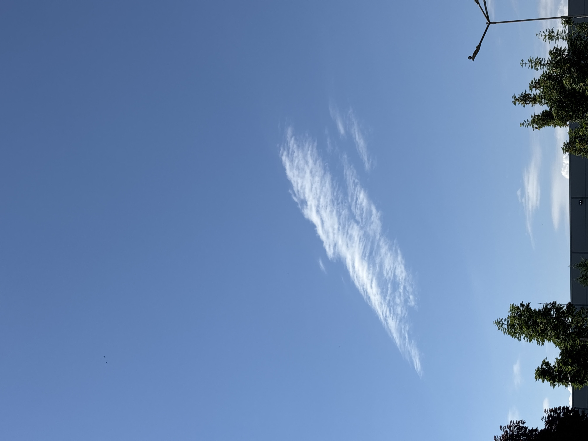 The image shows a bright blue sky in Plovdiv, Bulgaria. A long, feathery cirrus cloud stretches diagonally across the center of the frame. Trees and a light pole are visible along the right edge of the image. Small birds are also visible in the distance.