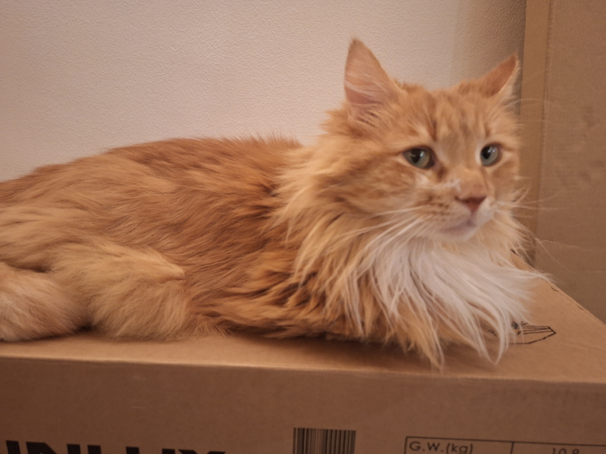 An indoor photograph captures a fluffy, ginger-orange cat resting on a brown cardboard box in Varna, Bulgaria. The cat is the central subject, lying down with its body curled and facing slightly to the right, looking forward with a calm and observant expression. It possesses striking green eyes and long, prominent white whiskers. Its fur is dense and medium-length, with a noticeable ruff of lighter, almost white fur around its chest. The background is a plain, light-colored wall, likely beige or off-white. To the right, another brown cardboard surface is partially visible. The lighting is soft and even, suggesting an indoor setting.
On the cardboard box, visible text includes "G.W.(kg)" and "10.9", likely indicating gross weight. A barcode is also present, along with partial letters of what appears to be a brand name, possibly "VINILUX". A shipping or handling symbol is also subtly visible on the far right of the box.