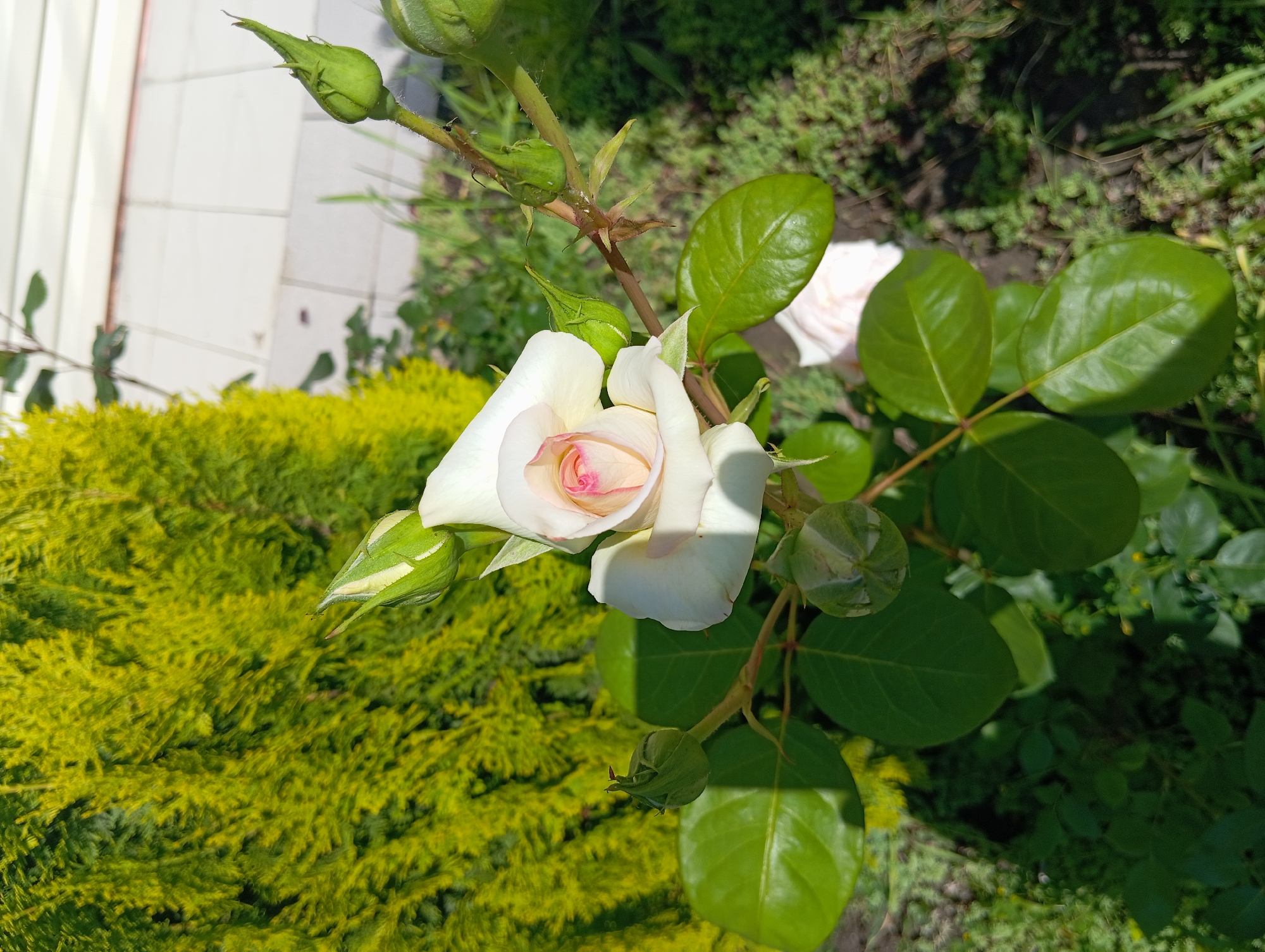 The image shows a close-up of a white rose with pink accents in its center, blooming outdoors. The rose is in focus, with several green buds and leaves visible around it. In the background, there is a bright green, textured shrub, and beyond that, a tiled walkway and some green ground cover. The lighting suggests it is a sunny day. The scene is located in Peredovaya, Russia.
