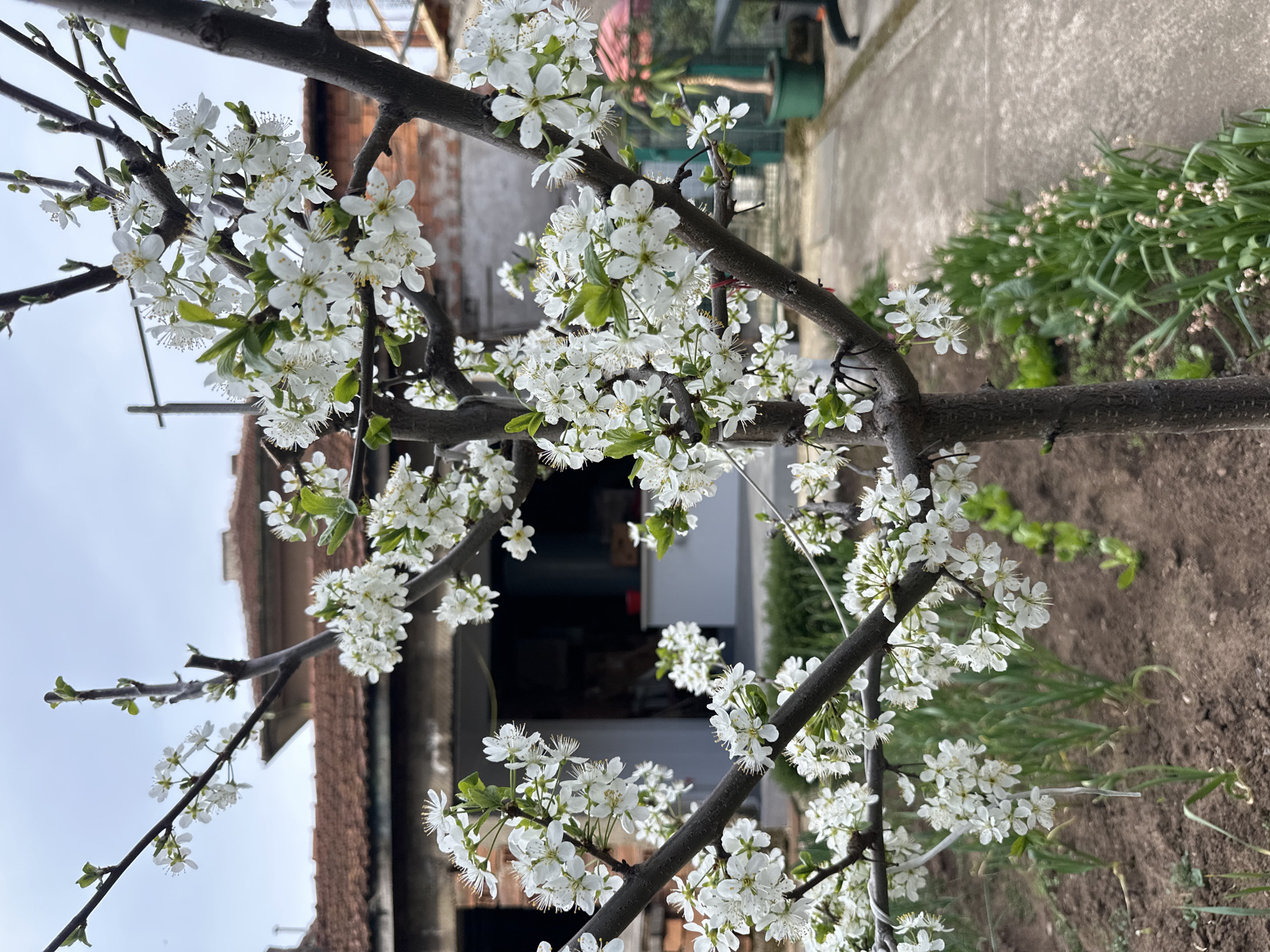 The image shows a flowering tree branch in front of a residential setting. White blossoms cover the branch. In the background is a house with a red tile roof and another building behind it. The ground is dirt with some greenery. The location is potentially Montana, Bulgaria. There are no visible people or specific actions.