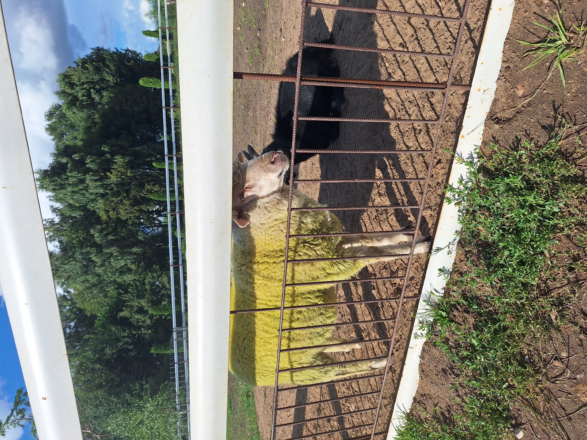 A sheep with yellow wool stands behind a metal fence. A black animal is lying down behind the sheep. The ground is covered in dirt and grass. In the background, there are trees and a blue sky with clouds. The scene appears to be a farm or an animal enclosure in Малахавецкі сельскі Савет, Belarus.