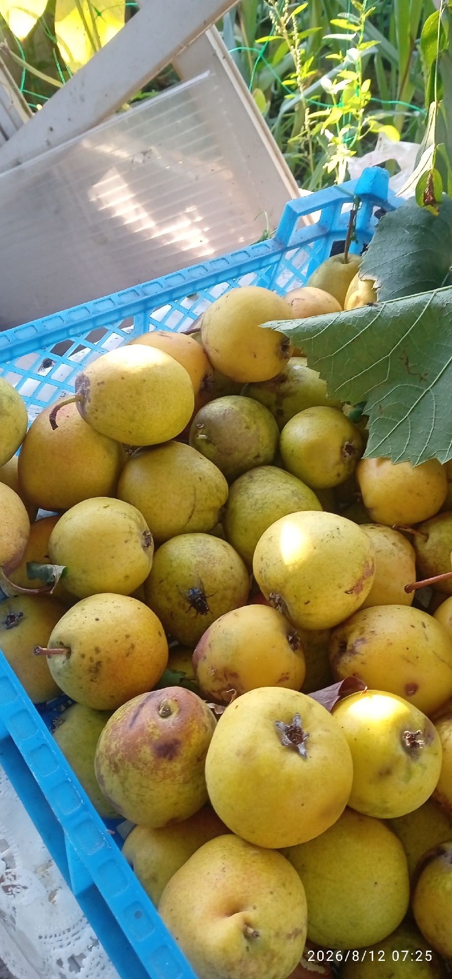 The image shows a close-up of a blue plastic crate filled with ripe pears. The pears are mostly yellow with some reddish-brown markings. They are arranged in layers, with some leaves and stems visible among them. In the background, there are hints of greenery and possibly some agricultural structures, suggesting an outdoor setting. A date and time stamp, "2026/8/12 07:25", is visible in the bottom right corner. There is no visible indication of the city of Blagoveshchensk, Russia, or any people in the image.