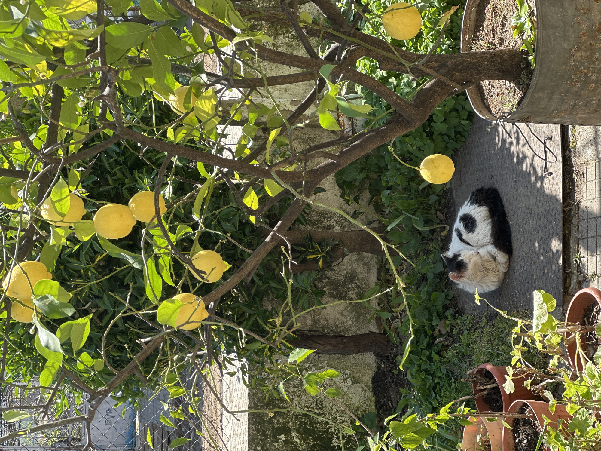 A slightly high-angle, medium-shot photograph depicts a garden scene in Karnalovo, Bulgaria, dominated by a lemon tree laden with ripe, yellow lemons hanging from its branches. The tree is planted in a large, galvanized metal container, which sits on a weathered concrete surface. To the right of the concrete slab, several terracotta pots filled with plants are visible. Under the lemon tree, on the concrete, a black and white cat is curled up, resting in the dappled sunlight. The background includes a weathered wall with visible signs of age and vegetation growing nearby. A wire fence is seen in the lower left of the image.