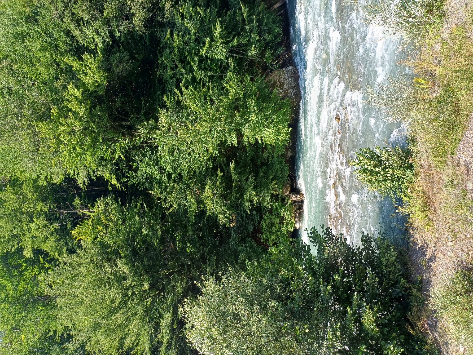 The image depicts a bright, sunny day in a natural setting, likely the city of Estosadok, Russia, judging by its characteristic mountainous terrain and abundant greenery. A wide, fast-flowing river with turquoise-colored water dominates the lower and middle sections of the frame. The riverbed is rocky, with visible stones and ripples indicating strong currents.
The riverbanks are densely covered with lush, green foliage. On the left side of the river, a large, leafy tree with dark green leaves stands close to the bank, with its branches extending towards the water. Further back, the bank is a mix of smaller bushes, grasses, and gravel.
The background is filled with a dense forest of tall, mature trees with vibrant green leaves. The trees cover a steep incline, creating a wall of green that reaches towards the top of the image. Sunlight filters through the canopy, casting shadows and highlighting different shades of green. The overall impression is one of a vibrant, natural landscape bathed in sunlight. There are no people or animals visible in the image.