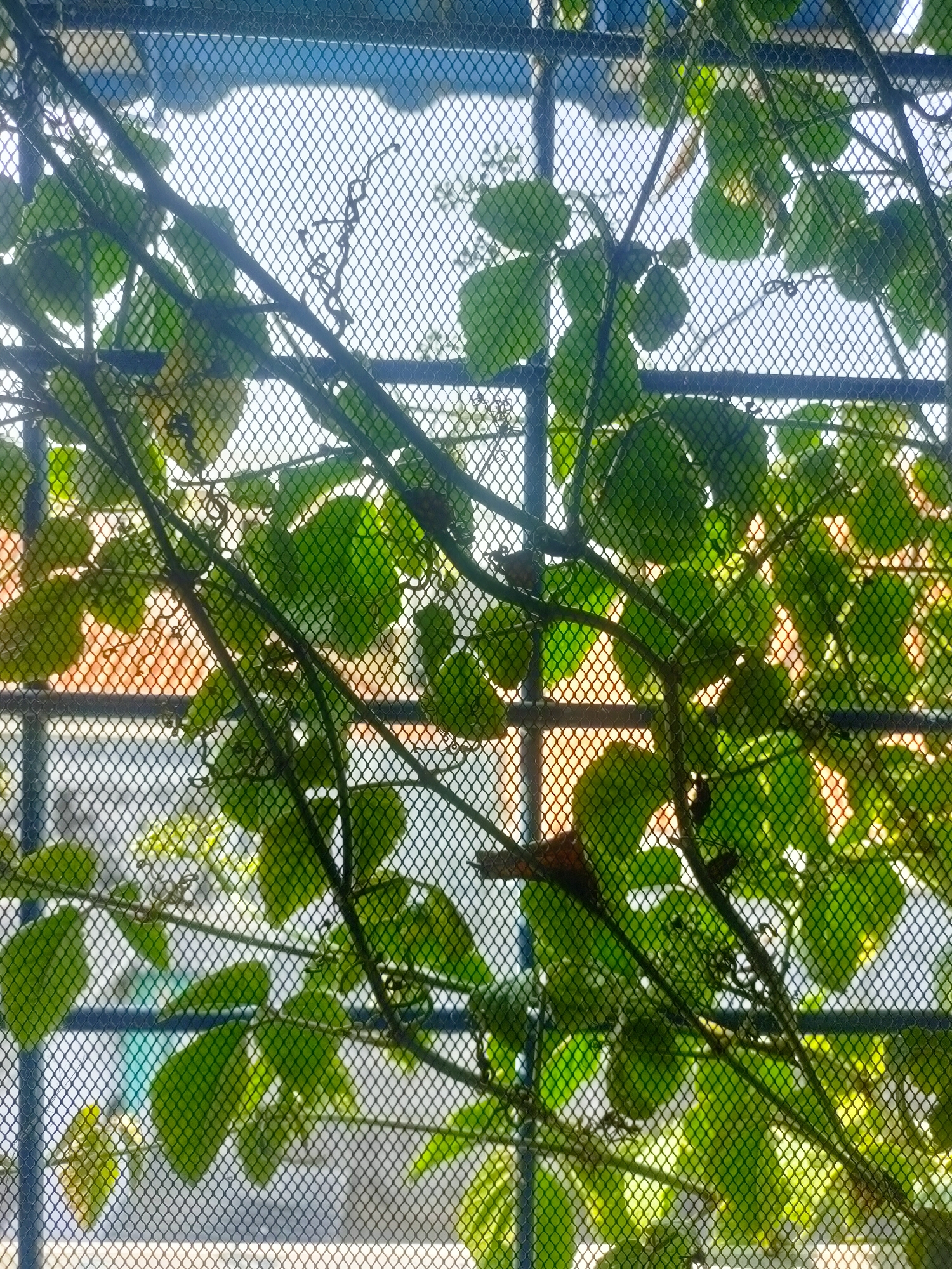 A close-up, downward-angled shot captures a section of black metal mesh fencing or screening, partially obscured by lush green foliage. The mesh forms a diamond pattern, with the bright sky visible through the openings in the upper portion of the frame, creating a high-contrast effect. Various green leaves, some with rounded shapes and others more elongated, are scattered throughout the scene, their surfaces catching the sunlight. Thick, dark vines or branches weave through the leaves and across the mesh, adding depth and texture. In the background, out of focus, are hints of orange and brown structures, possibly buildings, suggesting an urban or semi-urban environment. The overall impression is one of nature reclaiming or interacting with a man-made structure, with the bright sky indicating daytime.