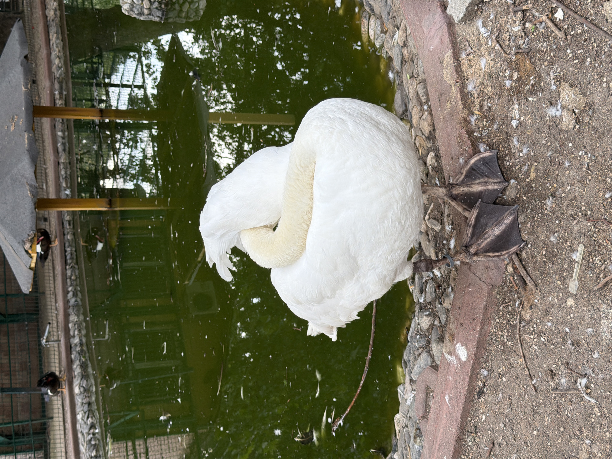 A white swan is standing on the ground next to a body of green water, with its head tucked into its back. The swan has dark webbed feet and a ring on its leg. The water has reflections of trees and a structure with yellow poles and a gray roof. In the background, there is a fence and two dark-colored birds standing on a ledge. The ground is covered in dirt, small stones, and some scattered feathers. This scene appears to be in an enclosure, possibly a zoo or park. The location is Pazardzhik, Bulgaria.