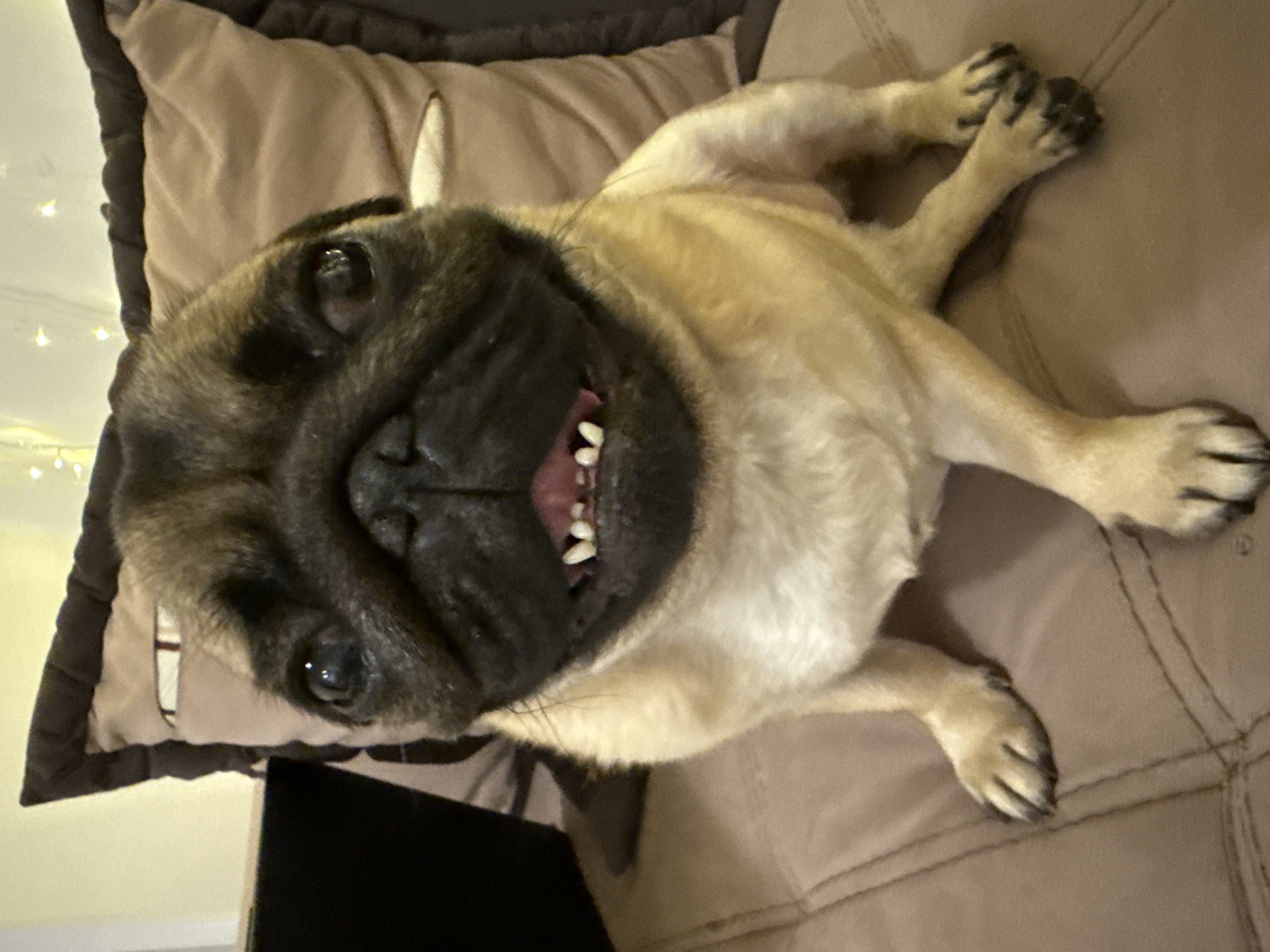 A fawn-colored pug dog with a black face is sitting upright on a brown, quilted surface. The dog's mouth is open, revealing its teeth and pink tongue. It is looking directly at the camera. In the background, there are brown pillows and what appears to be a wall with string lights. The overall lighting is warm and somewhat dim.
