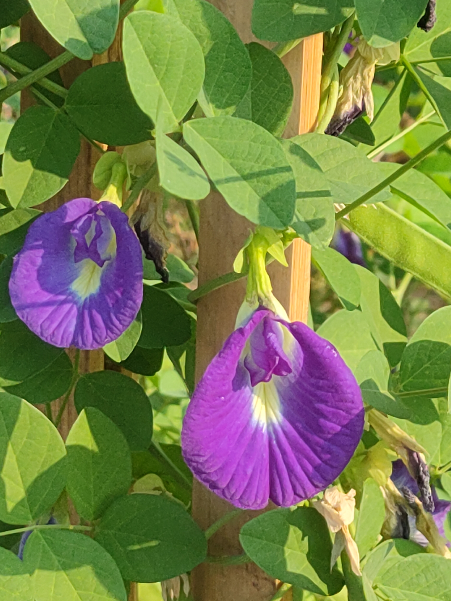 The image depicts a close-up view of two vibrant purple butterfly pea flowers (Clitoria ternatea) blooming amidst lush green foliage. The flowers, with their distinctive petal structure and delicate yellow centers, are the primary subjects. One flower is positioned on the left side of the frame, and the other is slightly lower and to the right, facing downwards. The background consists of a brown bamboo pole, serving as a support for the plant, and a soft, green, out-of-focus natural environment. The lighting suggests it is daytime, with sunlight casting gentle shadows on the leaves. No people or animals are visible in the image. The scene appears to be in a garden or natural setting in Ngasem, Indonesia, given the plant's common cultivation in tropical regions.