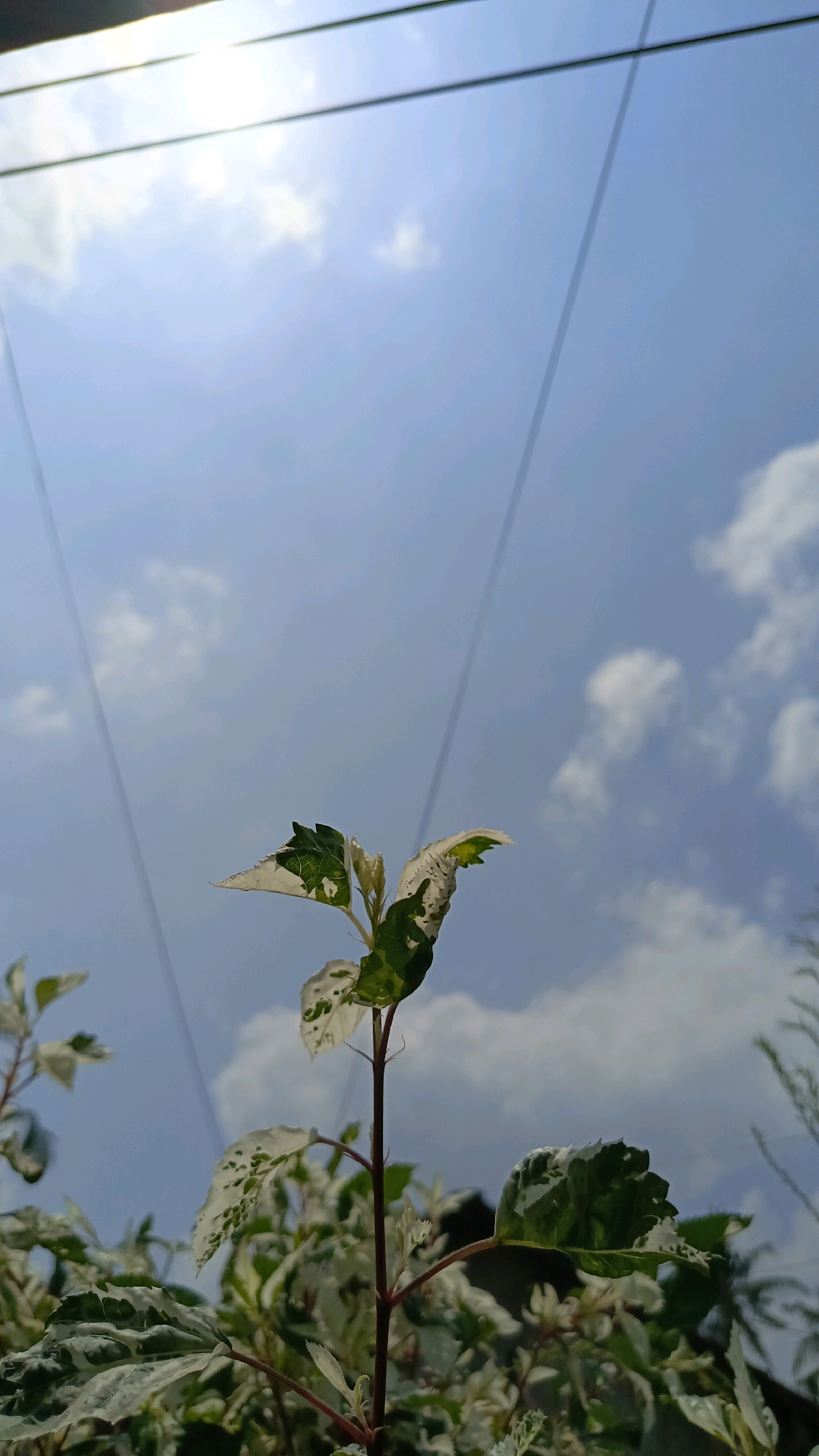 A low-angle shot captures a variegated plant with green and white leaves silhouetted against a bright blue sky with scattered white clouds. Several thin, dark lines, possibly power lines, cut diagonally across the sky. In the foreground, the plant's stem is reddish-brown, with several leaves visible. The overall lighting suggests it is daytime, with the sun likely positioned high and to the left, casting some glare on the upper portion of the image. The scene is devoid of human presence and any specific urban landmarks of Kebumen, Indonesia.