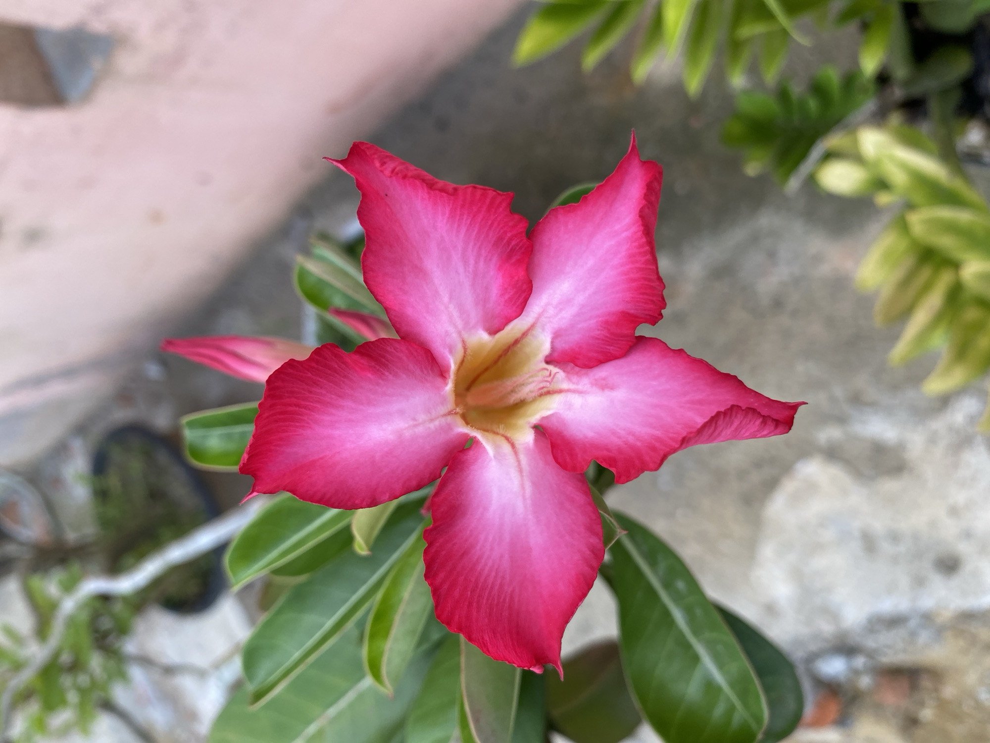 The image presents a close-up, top-down view of a single, vivid pink and red flower, likely a desert rose (Adenium obesum), in full bloom. The flower is the central subject, dominating the frame. It has five prominent petals, which are a deep, saturated pink at their edges, gradually lightening to a pale pink or almost white hue towards the center. A small, yellowish-orange core is visible at the heart of the flower. The petals show subtle veining and a slightly ruffled or wavy texture along their rims.
Beneath and around the prominent bloom are several elongated, dark green leaves belonging to the same plant, some of which are partially out of focus. The background is softly blurred, creating a shallow depth of field that highlights the flower. Elements in the blurred background include a light-colored, possibly pale pink or beige, wall or building structure in the upper left. Various patches of green foliage and leaves from other plants are visible, particularly in the upper right. The lower background shows a mottled grey and light-toned surface, possibly concrete or paving, with vague dark shapes that could be plant pots.
The scene takes place outdoors in natural, bright daylight, suggesting a clear day. There are no people or specific activities occurring. The overall setting appears to be a garden, patio, or similar cultivated outdoor space. No visible text is present in the image.