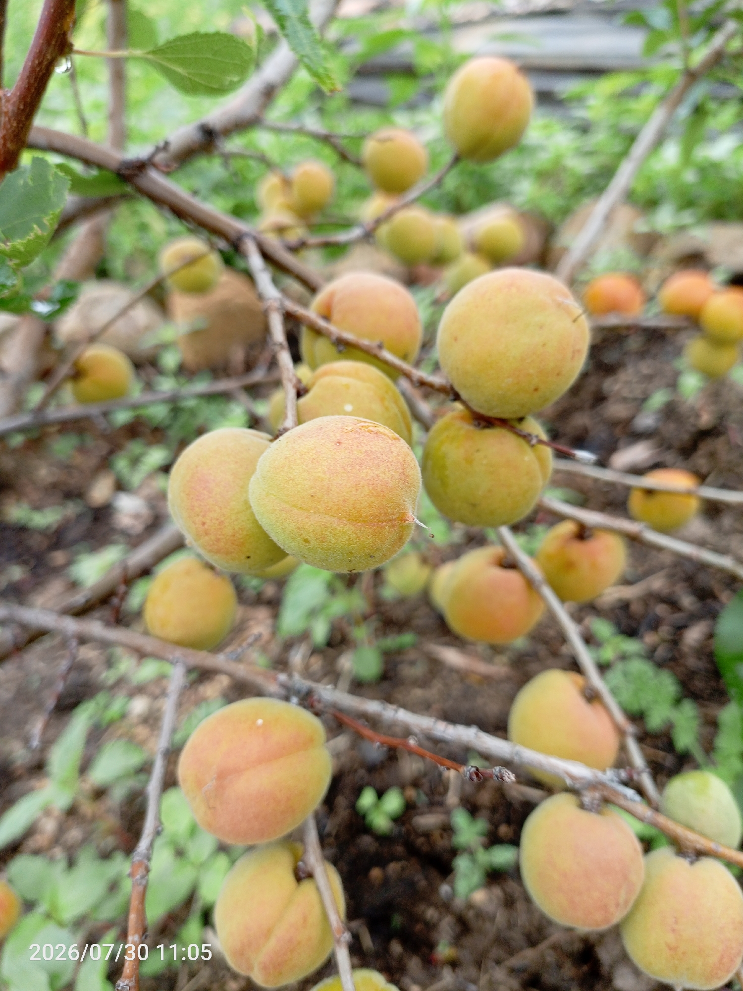 The image shows several ripe apricots hanging from a tree branch. The apricots are a pale yellow to orange color with a slight blush of red on some. They are round or slightly oval in shape and appear to be covered in fine fuzz. The tree has thin branches and green leaves, some of which have water droplets on them, suggesting it may have recently rained. The background is blurred and appears to be a garden or natural setting with soil and greenery visible. The date "2026/07/30 11:05" is superimposed on the lower left corner of the image, which indicates the time and date the photo was taken. There are no people or animals visible in the image. The location is stated to be in the city of Эрхирик, Russia.
