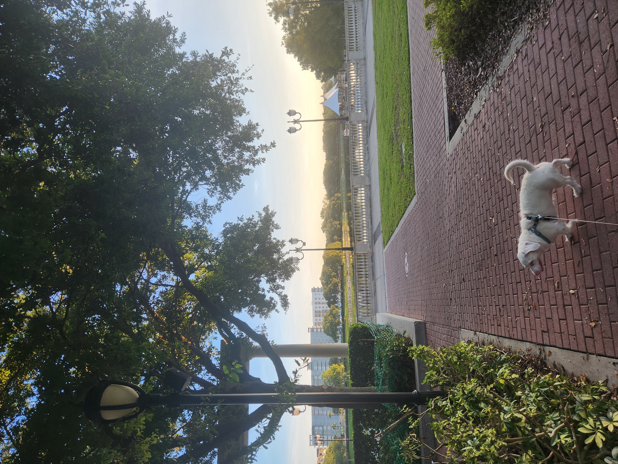 A small white dog with a black harness and a leash walks along a brick pathway in a park in Altamonte Springs, Florida. The dog is in the foreground, facing away from the camera. To the left of the pathway is a well-maintained hedge. Beyond the hedge, a tall lamppost with a white glass fixture is visible, as are the branches of a large tree casting shadows.
In the midground, a white balustrade runs along the edge of a body of water. Across the water, a white tent structure with pointed peaks is visible, and further in the distance, buildings and trees can be seen. The sky is clear with a soft glow of sunlight, suggesting it is either early morning or late afternoon. The overall environment appears to be a well-kept urban park.