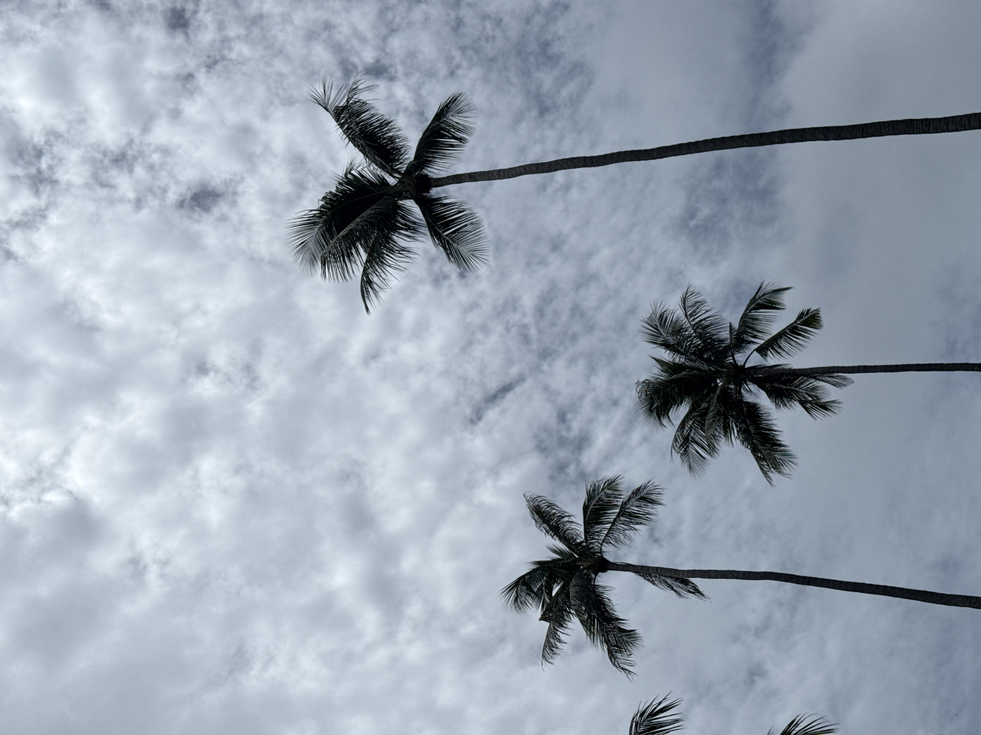 This image shows a low-angle view of several palm trees against a cloudy sky. The clouds are white and gray, with some darker patches suggesting thicker cloud cover. The palm trees are dark green, with long, slender trunks and fronds that fan out at the top. The composition is vertical, with the trees stretching upwards towards the sky. The image appears to have been taken on an overcast day in Karon, Thailand.
