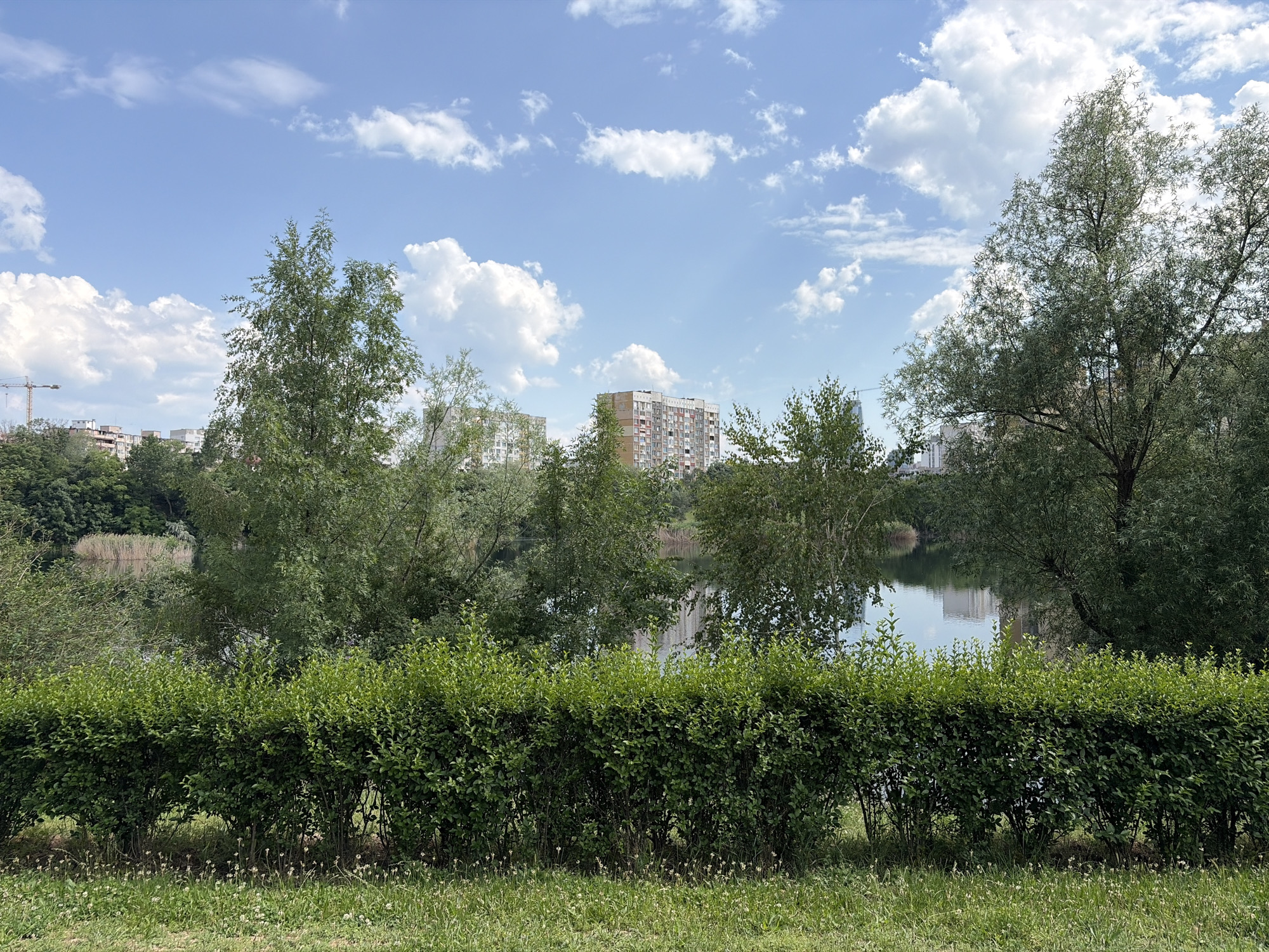 This image captures an outdoor scene in the city of Unknown, Unknown, featuring a body of water framed by greenery and distant urban structures under a partly cloudy sky. In the immediate foreground, a strip of short green grass with scattered white blossoms or seeds is visible. Above this, a well-maintained, dense green hedge forms a horizontal line across the lower mid-ground. Behind the hedge, a calm lake or pond extends, reflecting the sky and buildings. The banks of the water are heavily vegetated with numerous deciduous trees and shrubs of varying heights and leaf textures. On the far left bank, tall reeds or marsh grasses are visible. In the background, several multi-story residential buildings are discernible above the treeline, including a prominent apartment block with diverse facade colors towards the center-right. A tall yellow construction crane stands on the far left, indicating development. The sky is bright blue with numerous scattered white cumulus clouds. No people, animals, or active interactions are present in the frame.