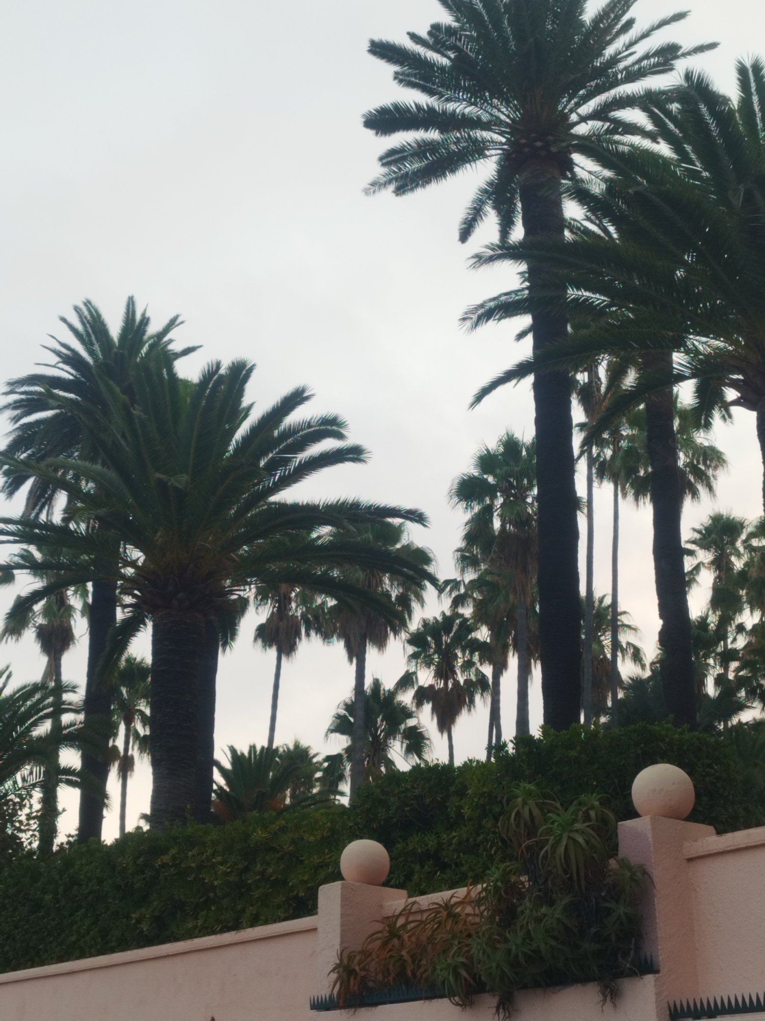 The image depicts a cluster of palm trees against a cloudy sky, likely taken in Antibes, France. In the foreground, a low, light-pink wall is visible, topped with a hedge of dark green foliage. Two spherical finials, made of a light-colored stone, adorn the wall. Some succulent plants are growing on the wall next to the finials. The palm trees are tall and slender, with green fronds. Some of the trees in the background have a more sparse appearance, with dried fronds visible. The overall impression is of a tropical or Mediterranean setting, possibly a garden or park area within the city of Antibes. There are no people or animals visible in the image.