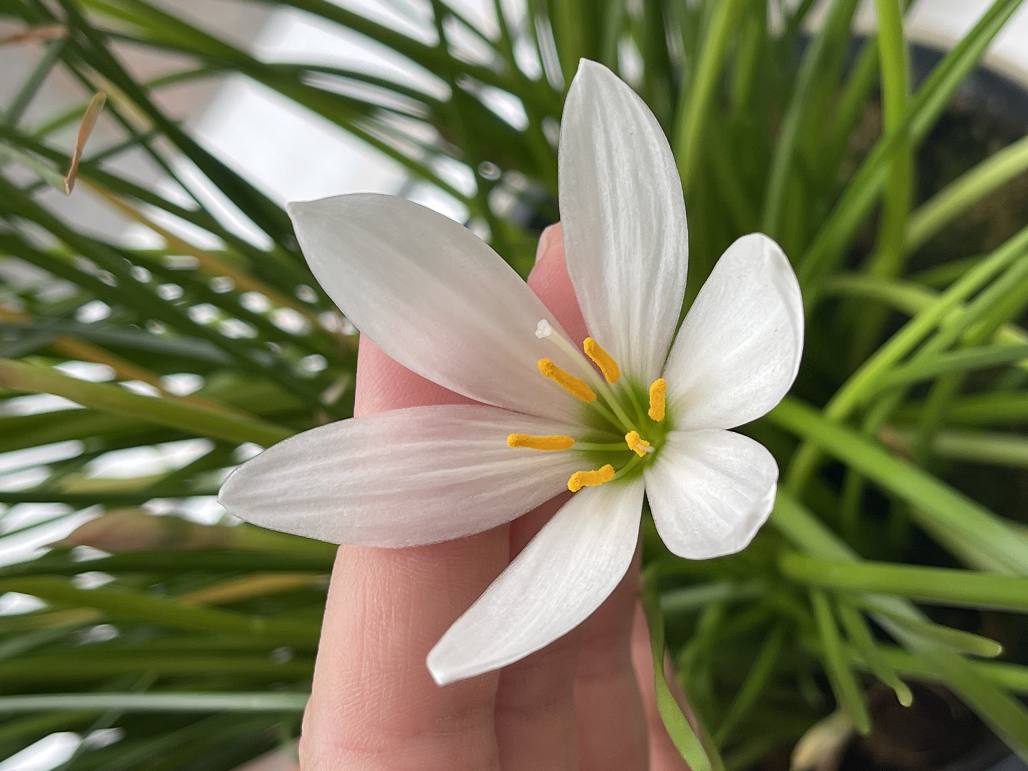 This image shows a close-up view of a white flower with yellow stamens, held by a person's fingers. The flower is in focus, with its delicate petals and vibrant reproductive parts clearly visible. The background consists of blurred green foliage, suggesting a natural or garden setting. The fingers gently support the flower, indicating a moment of observation or appreciation. The lighting appears natural, casting soft shadows and highlighting the textures of both the flower and the skin. There is no indication of any specific location within the city of "Средний, Russia" as no landmarks or contextual elements are present to identify the city.