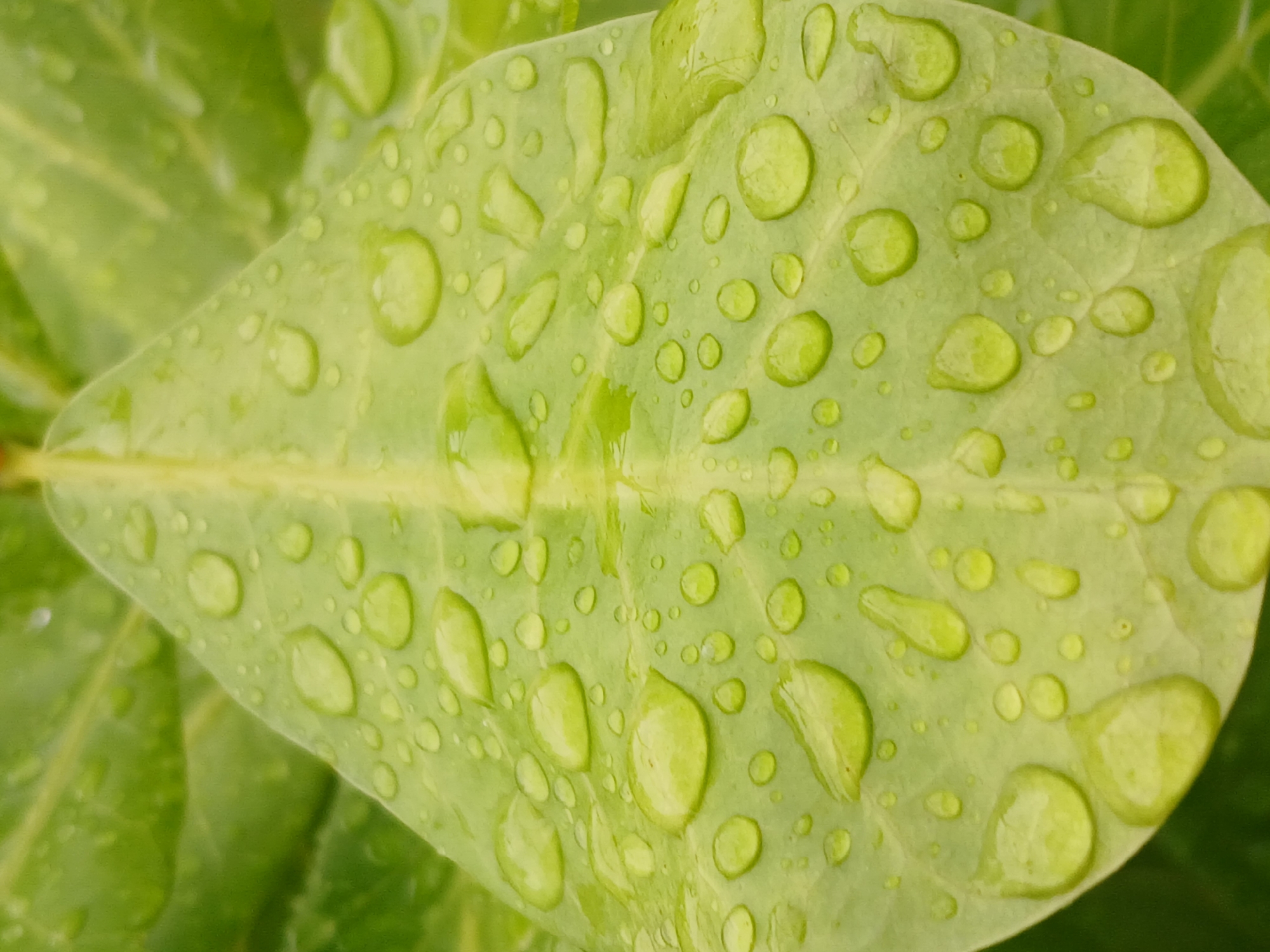 This close-up photograph features a vibrant green plant leaf covered with numerous clear water droplets. The leaf is the central subject, oriented diagonally across the frame, showcasing its broad surface and a distinct, lighter central vein. The color of the leaf is a fresh, medium-to-light green, appearing healthy and turgid.
Scattered across the leaf are dozens of water droplets, varying in size from tiny beads to larger, more irregular shapes. These droplets are translucent and reflect light, creating bright highlights and subtle internal refractions that slightly distort the appearance of the leaf's surface beneath them. The distinct, spherical form of the droplets indicates a hydrophobic quality of the leaf, where water tends to bead up rather than spread.
The background consists of blurred green foliage, suggesting other leaves or plant parts, which are out of focus to draw attention to the foreground subject. The lighting appears natural and bright, indicative of daytime. There is no visible activity beyond the presence of water on the leaf, suggesting recent rain or heavy dew. No specific location cues are visible within the image itself, nor is there any visible text. The lush green tones are consistent with flora found in tropical or subtropical environments, such as Ciudad Guayana, Venezuela.