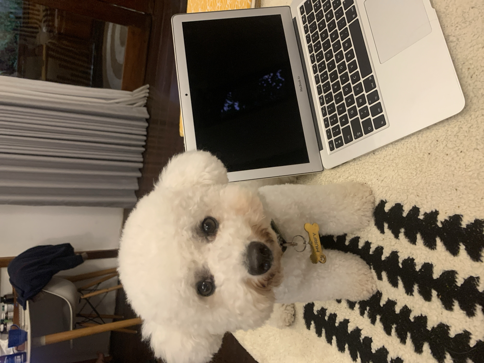 A white bichon frise dog is sitting on a patterned rug next to a silver MacBook Air laptop. The dog has a yellow bone-shaped tag on its collar that says "MURFY". The laptop screen is dark with some blurry blue shapes. In the background, there is a desk with a blue mug and a dark blue shirt draped over a chair. Curtains are visible behind the laptop and to the right, with a window showing a dark outdoor scene. The scene appears to be indoors, likely in a residential setting in North Kuta, Indonesia.