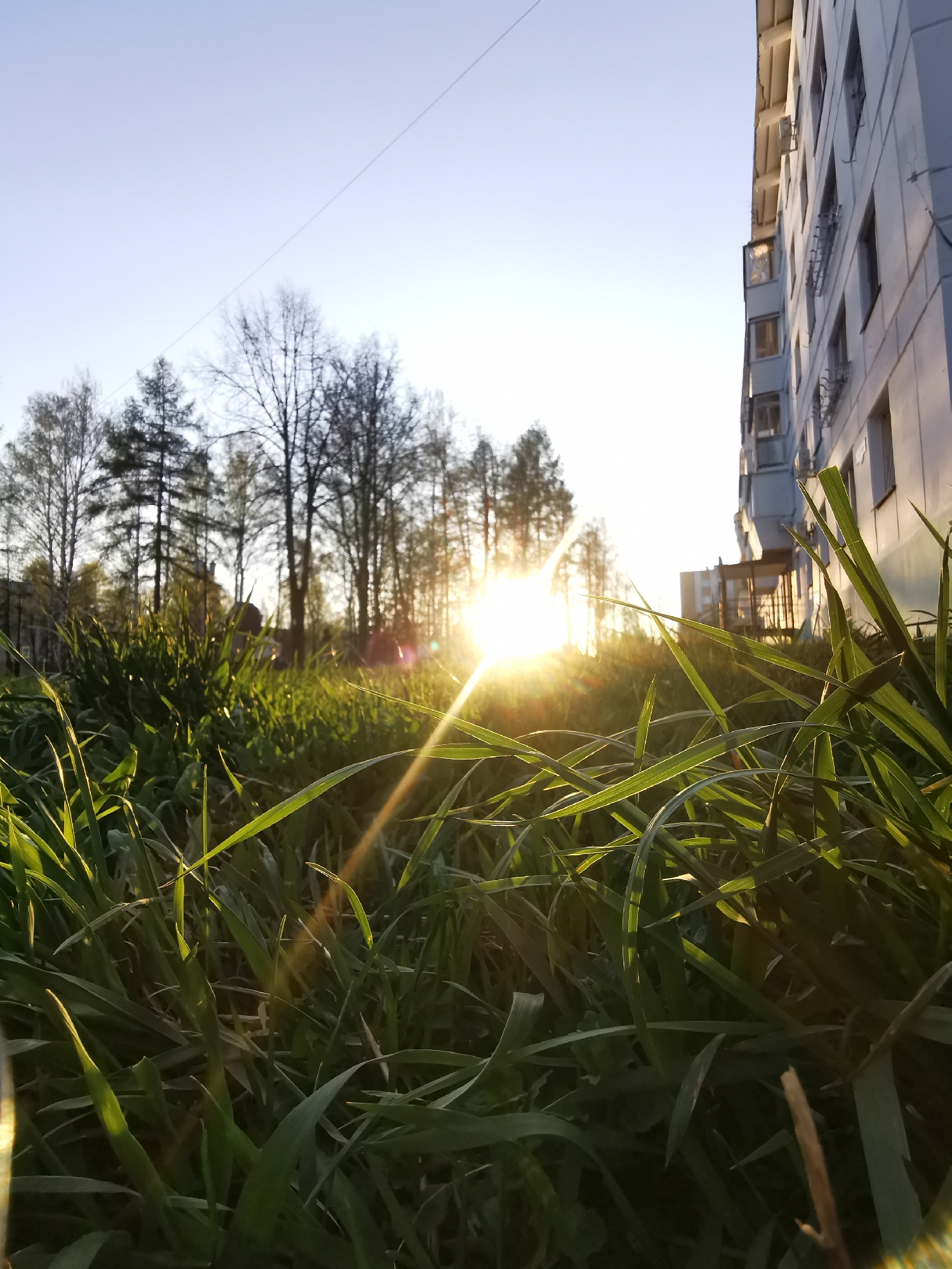 The image depicts a ground-level view of a grassy area adjacent to a building, possibly an apartment complex, located in an urban environment. The grass is the primary subject, with blades of varying lengths and thicknesses. A blurred building stands on the right side of the image. The sun is positioned on the horizon, and its rays filter through a line of trees, creating a bright glare in the center of the image. The overall color palette is dominated by greens and blues, with a warm glow from the sun. A cable can be seen crossing the sky. The location is in the city of Unknown, Unknown.