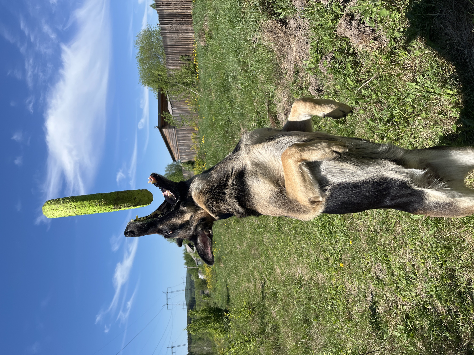 A German Shepherd dog lies on its back in a grassy area under a blue sky with scattered clouds. The dog is in the process of catching a green toy or object mid-air. In the background, a wooden structure or building can be seen, along with utility poles. The location is outdoors, likely near a rural or semi-rural area, with the image potentially taken in Nizhny Tagil, Russia.