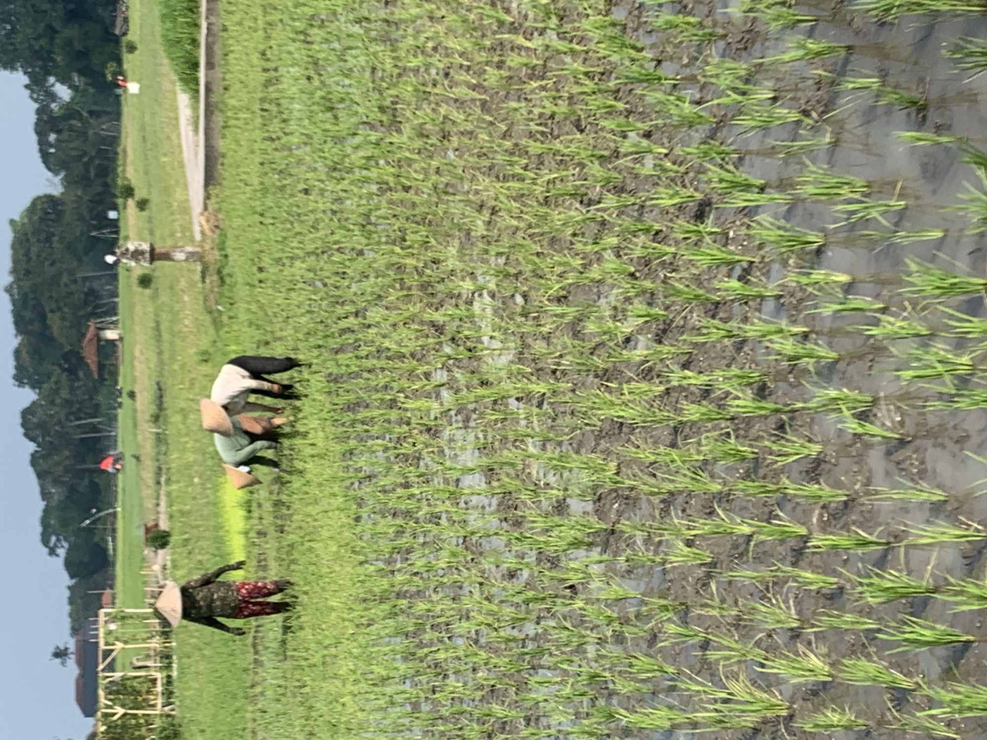 The image depicts a rural scene in a rice paddy field, likely in the city of Kediri, Indonesia, given the context provided. In the foreground, rows of young rice plants emerge from muddy water. Several individuals, wearing conical hats commonly seen in Southeast Asian agriculture, are engaged in work within the paddy. One person stands more upright on the left, while others are bent over, actively tending to the plants. The background features a lush green landscape with trees and some distant structures, suggesting a natural and agricultural setting. The overall impression is one of agricultural labor in a tropical or subtropical environment.