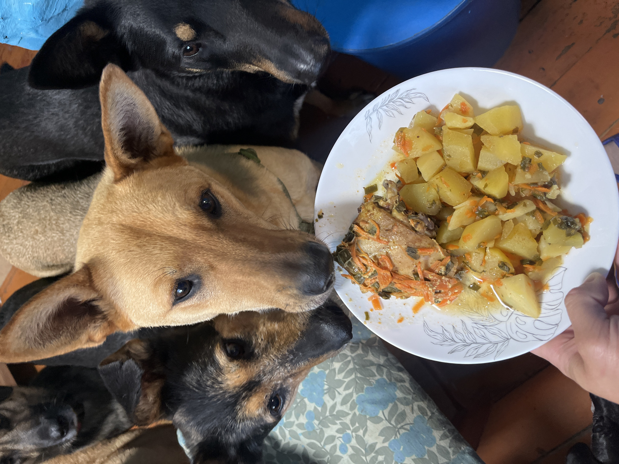 A plate of food, containing what appears to be chicken, potatoes, carrots, and greens, is held in a person's hand. Several dogs are gathered around the plate, looking intently at the food. One dog, a tan-colored shepherd mix, is closest to the plate, with its nose almost touching it. To its left is a black and tan shepherd mix, and to its right is another black shepherd. In the background, parts of other dogs can be seen, as well as a blue bucket and a patterned cushion. The floor appears to be wooden planks, and the overall lighting suggests an indoor setting. The image does not contain any information that would allow for a determination of its location in Nizhny Tagil, Russia.