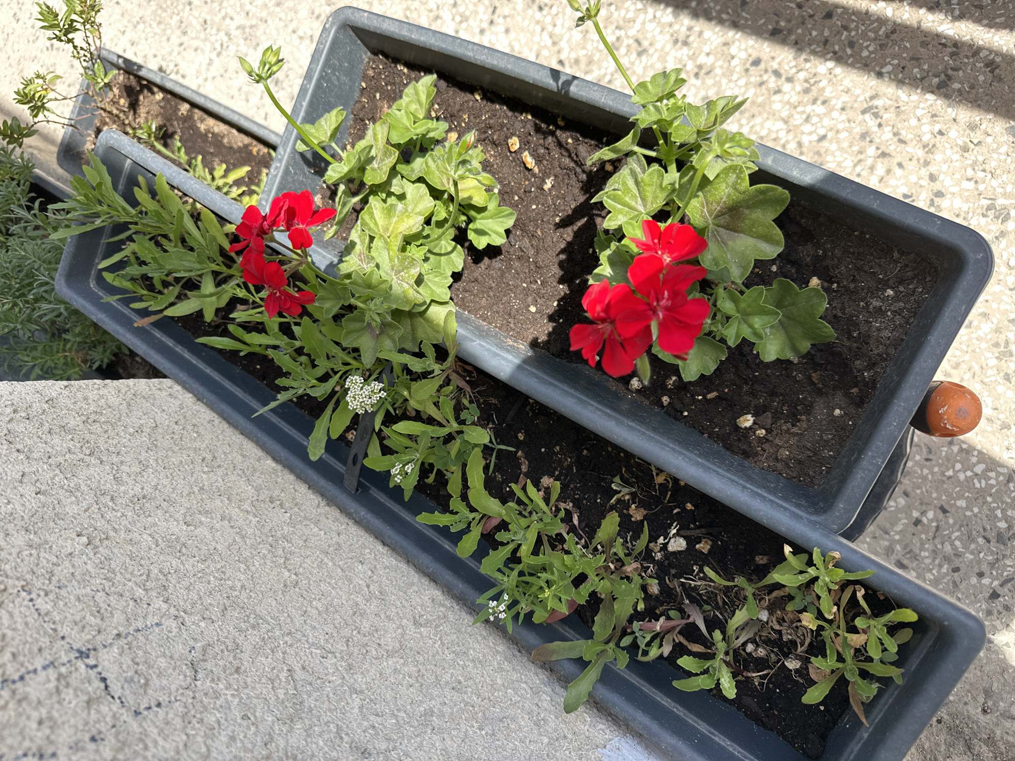 In Bobov Dol, Bulgaria, a row of dark gray planters are filled with soil and various plants. The planter closest to the viewer contains bright red geraniums with green leaves. Behind it, another planter holds more green foliage, and a third planter contains sparse green plants and a small branch with green leaves. The planters are positioned on a light-colored, textured surface, likely a patio or sidewalk, with shadows from overhead objects cast across it. A concrete wall with a rough texture and some faint blue markings is visible on the left side of the image.