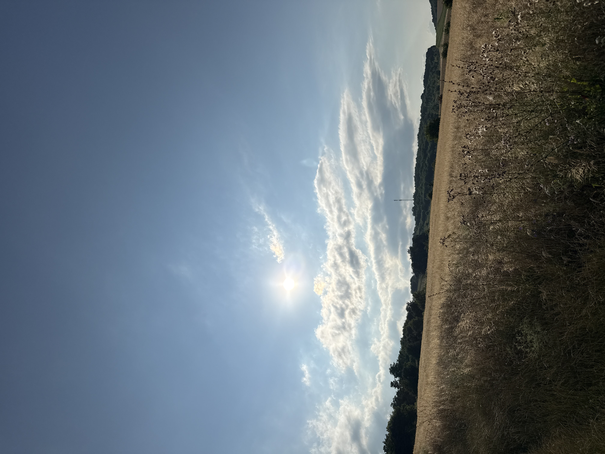 A vertical, wide-angle photograph captures a golden field of dry grass under a bright blue sky with scattered clouds and the sun. The sun, radiating a starburst effect, is positioned in the upper left quadrant of the sky, partially obscured by wispy white clouds. Below the sky, a line of dark green trees forms a dense forest that borders the field and stretches across a rolling hill in the background. A slender telecommunications tower is visible on top of the hill, silhouetted against the sky. The field in the foreground is dominated by tall, dry grasses and weeds, with some plants displaying dried seed heads. The light suggests it is late afternoon or early morning, casting long shadows and highlighting the texture of the vegetation. The overall scene depicts a rural, natural landscape.