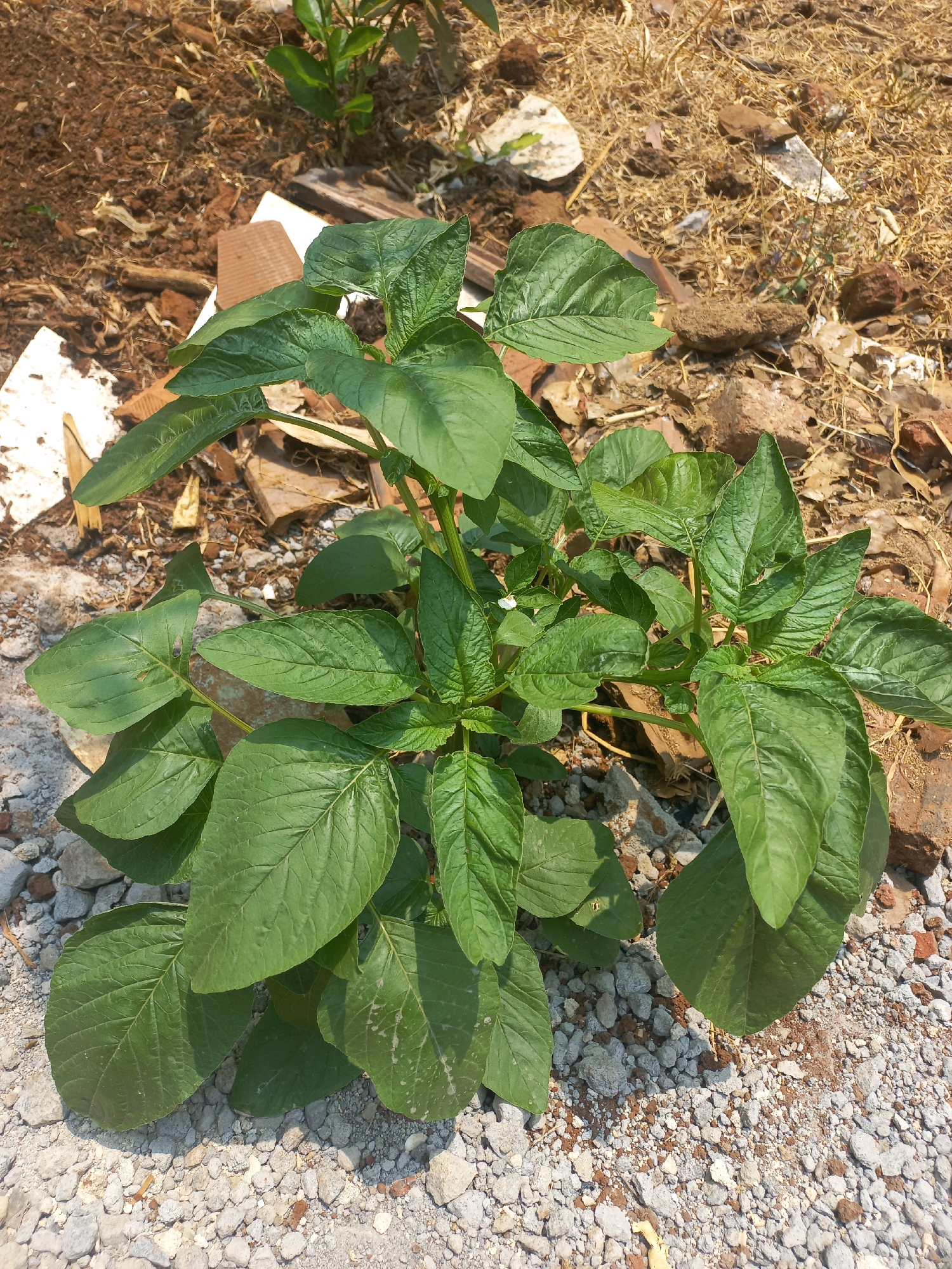 The image shows a close-up of a vibrant green leafy plant growing in a patch of gravel and soil. The plant is bushy with large, ovate leaves that have distinct veins. The surrounding ground is a mix of small grey stones, reddish-brown soil, and some dry, light-colored debris, possibly straw or dried grass. There are also fragments of what appear to be broken white material and some reddish-brown broken pieces of something resembling brick or tile scattered around the plant. In the background, more dry ground and some additional vegetation are visible. The lighting suggests it is daytime, with shadows cast by the plant. No people or animals are present in the frame. The scene appears to be an outdoor setting, possibly a garden or a neglected area within the city of Bondo, Indonesia, given the dry, dusty environment and the type of debris.