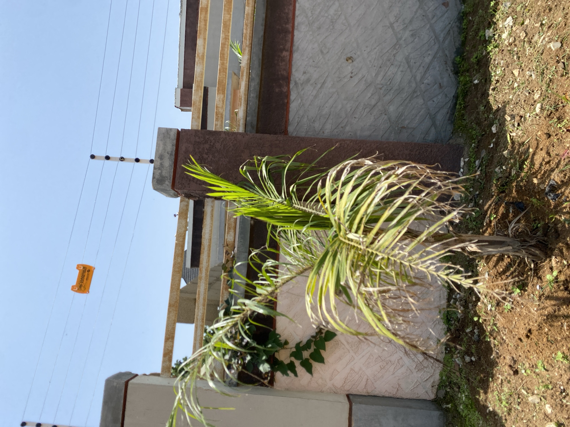 The image depicts an outdoor scene on a bright, sunny day. In the foreground, a small, leafy palm tree stands in dry, brown soil with scattered small rocks and sparse green vegetation. Behind the tree, a textured, pale pink wall is visible, with some green ivy climbing on it. Further back, a section of a brown and beige striped structure with horizontal metal bars runs across the frame. Above this, a clear blue sky dominates the upper portion of the image, with several thin wires strung horizontally, supported by a black and white post. An orange warning sign with black text is attached to one of these wires. This scene is consistent with an urban environment in Jos, Nigeria, where such fencing and signage are common for security and property delineation.