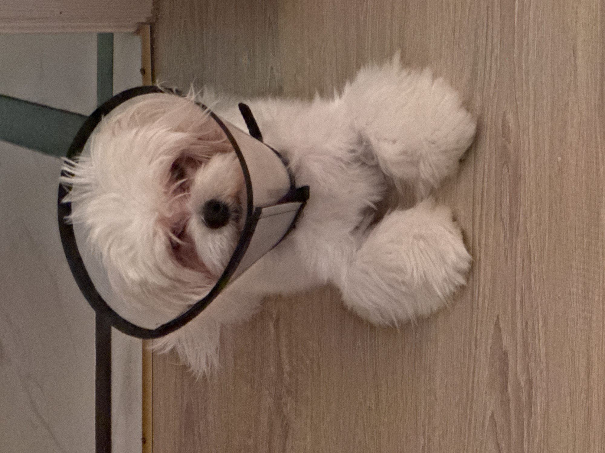 A white, fluffy dog with a cone collar is lying on a wooden floor. The dog is facing the camera, with its head slightly tilted. The dog's eyes are partially closed, and its expression appears a bit sad. The cone collar is white with a black trim. The wooden floor has a light brown, grainy texture. In the background, there is a dark horizontal line above a blurry, light-colored wall. To the right, a vertical, teal object is visible. The scene appears to be indoors, in a home environment.
