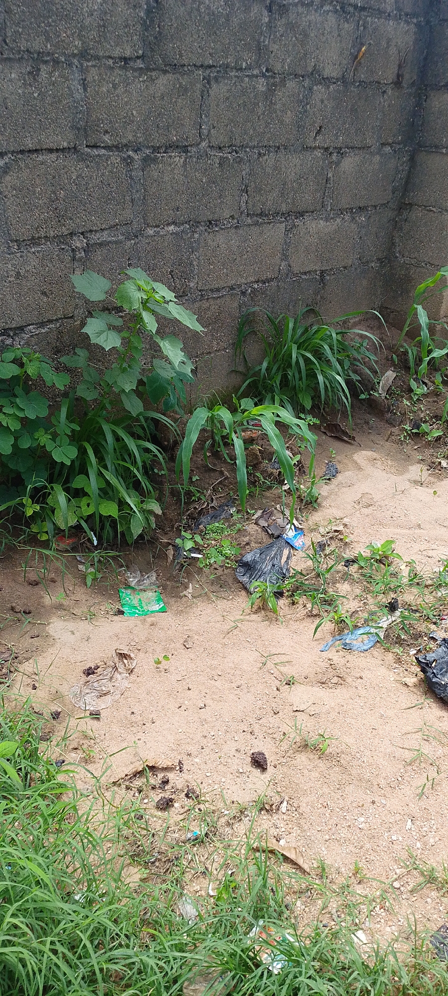 The image depicts an outdoor scene next to a rough, grey cinder block wall, likely in Jauro Yinu, Nigeria. The ground is covered in sandy soil with patches of green grass and various plants, including what appear to be young corn stalks and leafy green plants. Scattered on the ground are several pieces of litter, including plastic bags (some black, one blue, and one green) and other debris. The overall impression is one of an unkempt or neglected outdoor area. There is no discernible activity or event taking place, and the lighting suggests it is daytime. No text is clearly visible in the image.