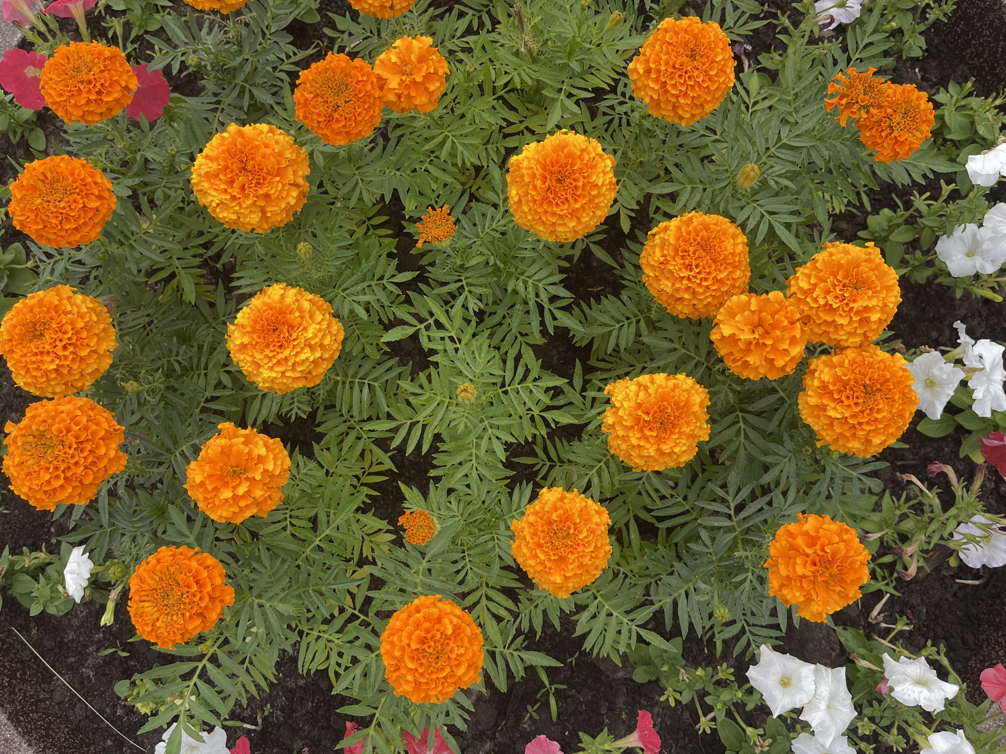 This is a top-down, eye-level, medium shot of a flower bed in the city of Khanty-Mansiysk, Russia. The primary subjects are numerous orange marigolds in various stages of bloom, interspersed with green foliage. A few white petunias are also visible in the lower left and bottom center of the frame, along with some darker red petunias in the upper right and lower left. The ground appears to be dark soil. The scene is natural and appears to be outdoors. There are no people or animals visible.
