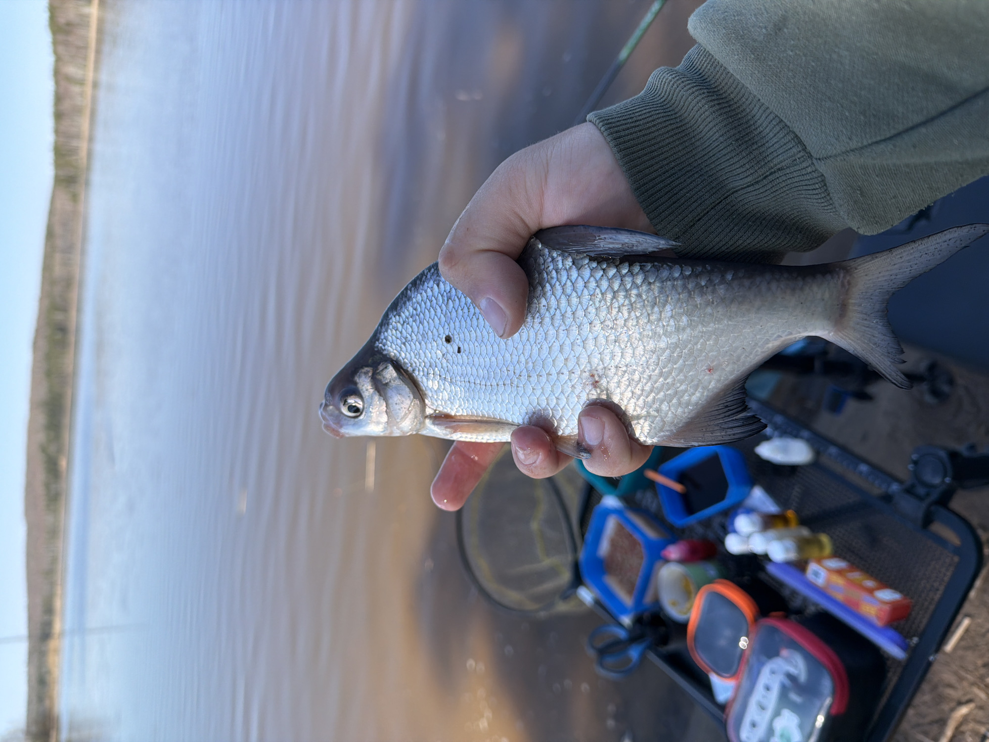 A person wearing a green long-sleeved shirt is holding a silver fish with dark fins and a black spot on its scales. The fish is positioned horizontally in the center of the frame, against a blurred background of water and distant trees. To the right of the fish, there is a black metal tray containing various fishing-related items, including blue and orange containers, white balls, a purple tube, and other small objects. The location appears to be a body of water near a shoreline with vegetation, likely in an outdoor setting. The city of Chaykovsky, Russia, is not clearly indicated in the image.