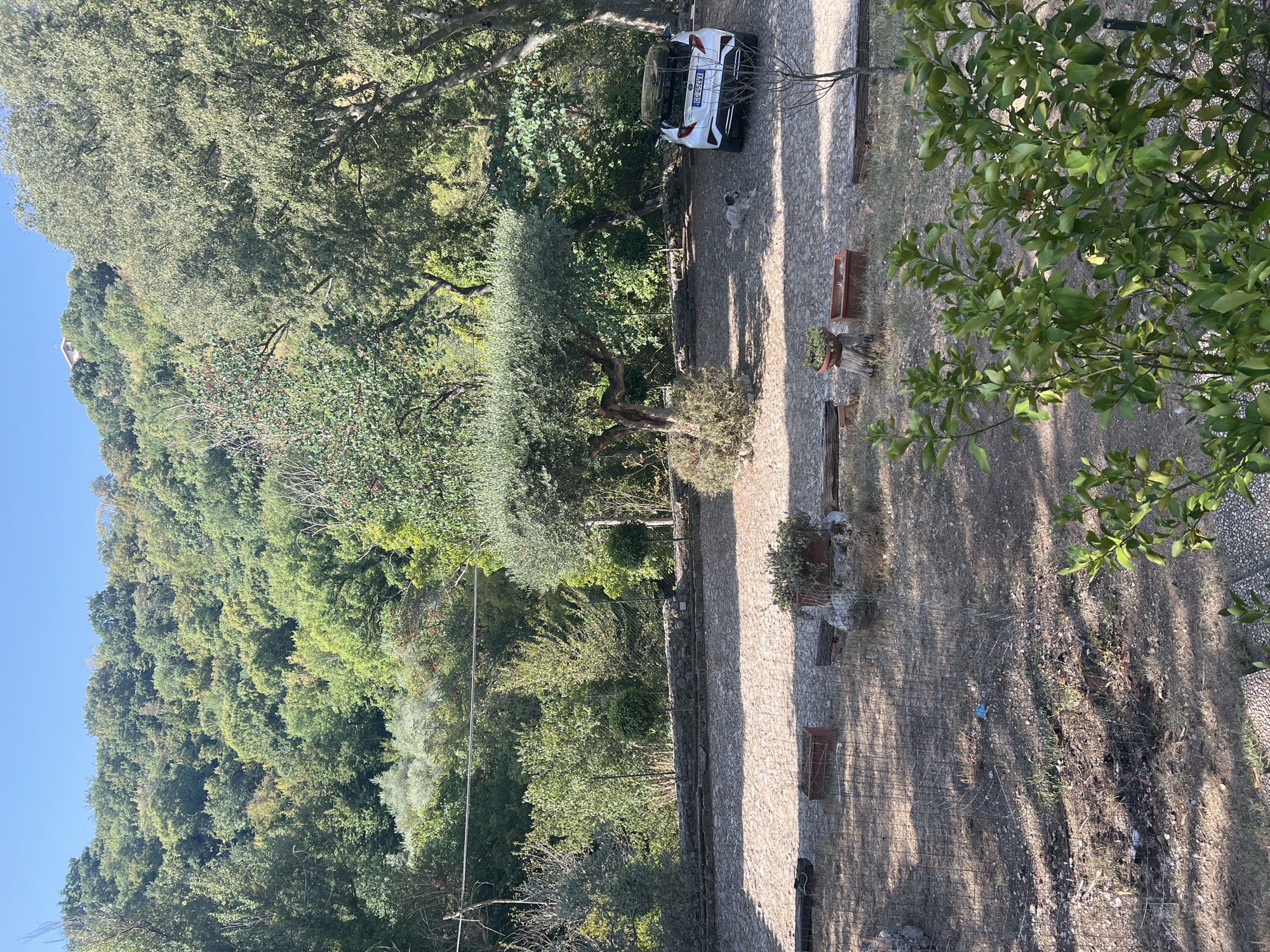 A white Toyota CH-R hatchback is parked on a cobblestone driveway. A small dog lies on the driveway near the car. An olive tree with a thick trunk and sprawling branches stands to the left of the car. In the background, a hillside covered in dense green foliage rises steeply under a clear blue sky. The foreground shows a fenced-off area with dry grass and scattered debris. Pots with plants are placed along the edge of the driveway. The scene is set in a natural, somewhat untamed environment, likely in the rural outskirts of Acquaviva, Italy, given the vegetation and architectural style.